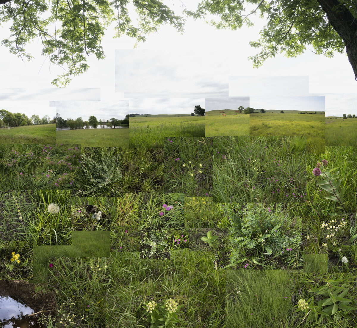 A layered landscape composition featuring a verdant meadow dotted with wildflowers in the foreground, transitioning through multiple overlapping rectangular photographic panels of rolling green fields and distant horizons, framed above by tree branches with fresh foliage.