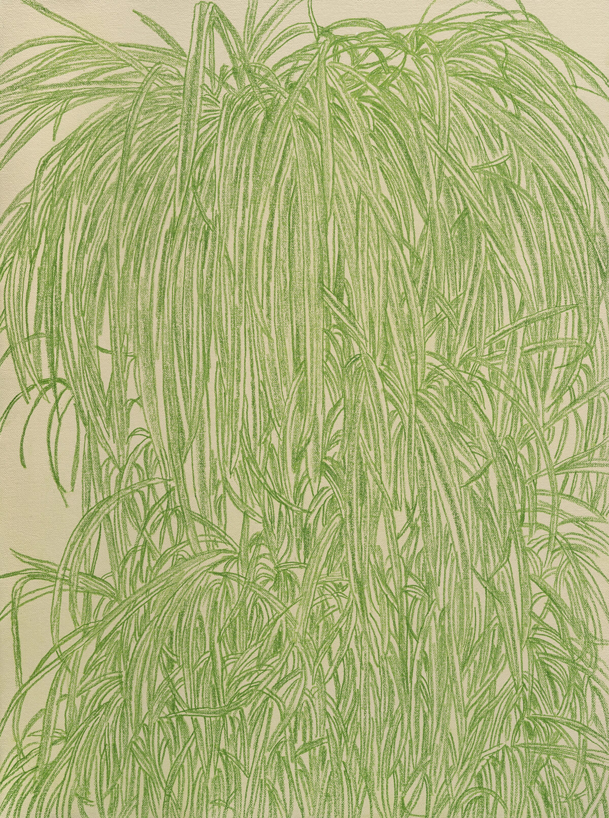 Fine linear drawing in green colored pencil depicting cascading strands of delicate, wispy foliage against a cream-colored linen ground. The composition features densely layered, hair-like marks that create a flowing, weeping plant form with organic movement throughout the vertical composition.