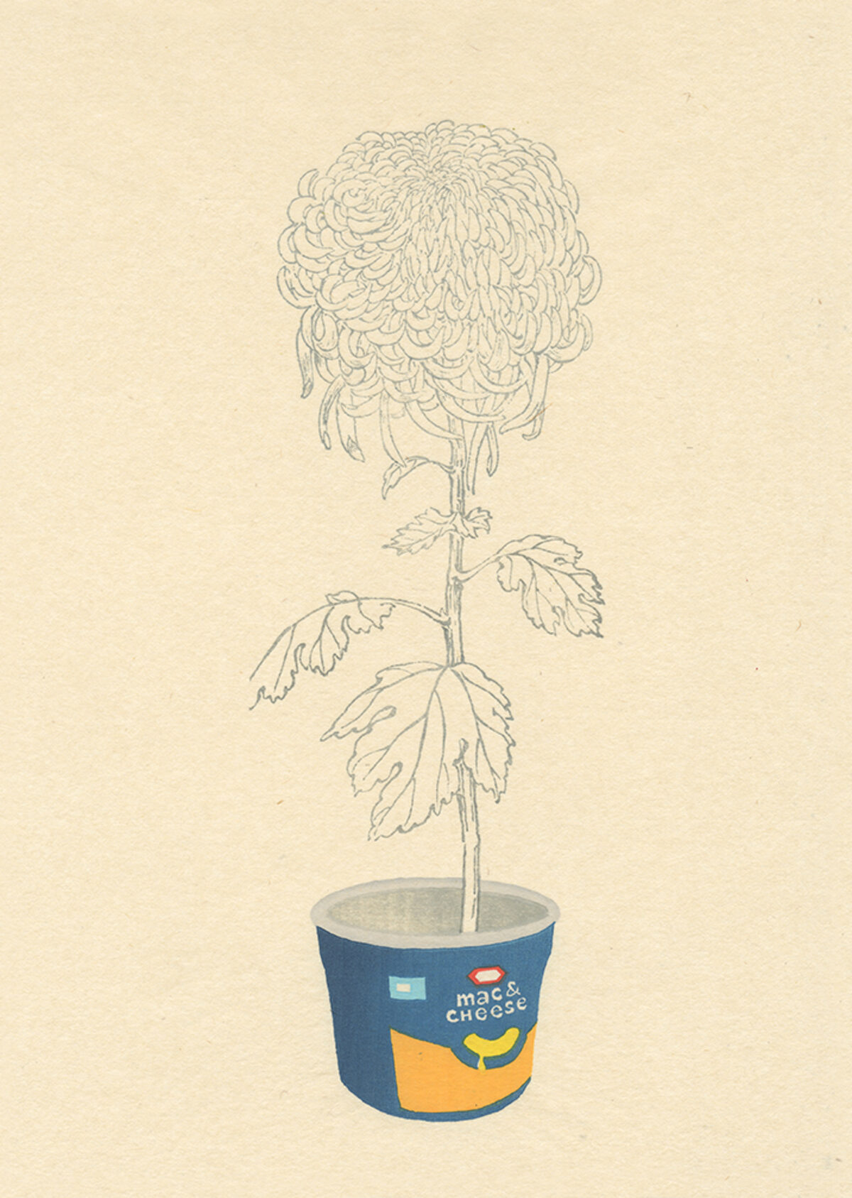 A delicate pencil drawing of a chrysanthemum flower with intricately layered petals rises from a blue and yellow mac and cheese box, rendered in a minimalist style against a cream-colored background.