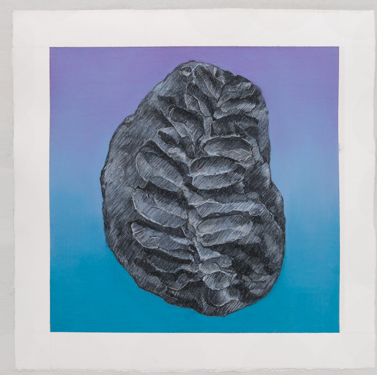 A detailed graphite drawing of a fossilized fern leaf rendered in grayscale, centered against a gradient background that transitions from purple at the top to deep teal at the bottom. The textured surface of the fossil shows fine linear details and dimensional shading that emphasize its three-dimensional form.