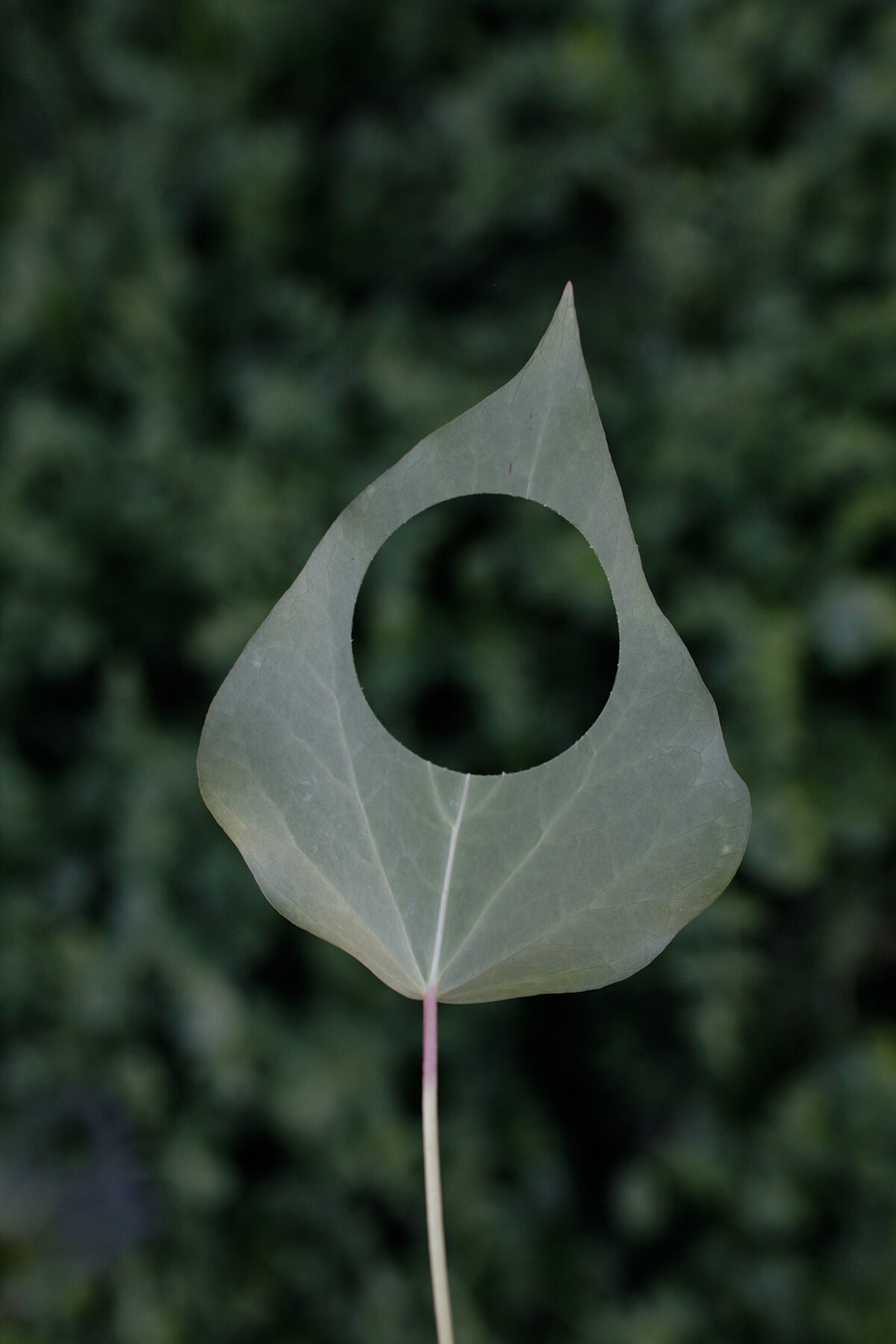 A pale gray-green teardrop-shaped form with pointed top and circular aperture in center, mounted on a thin mauve stem against a softly blurred green foliage background.