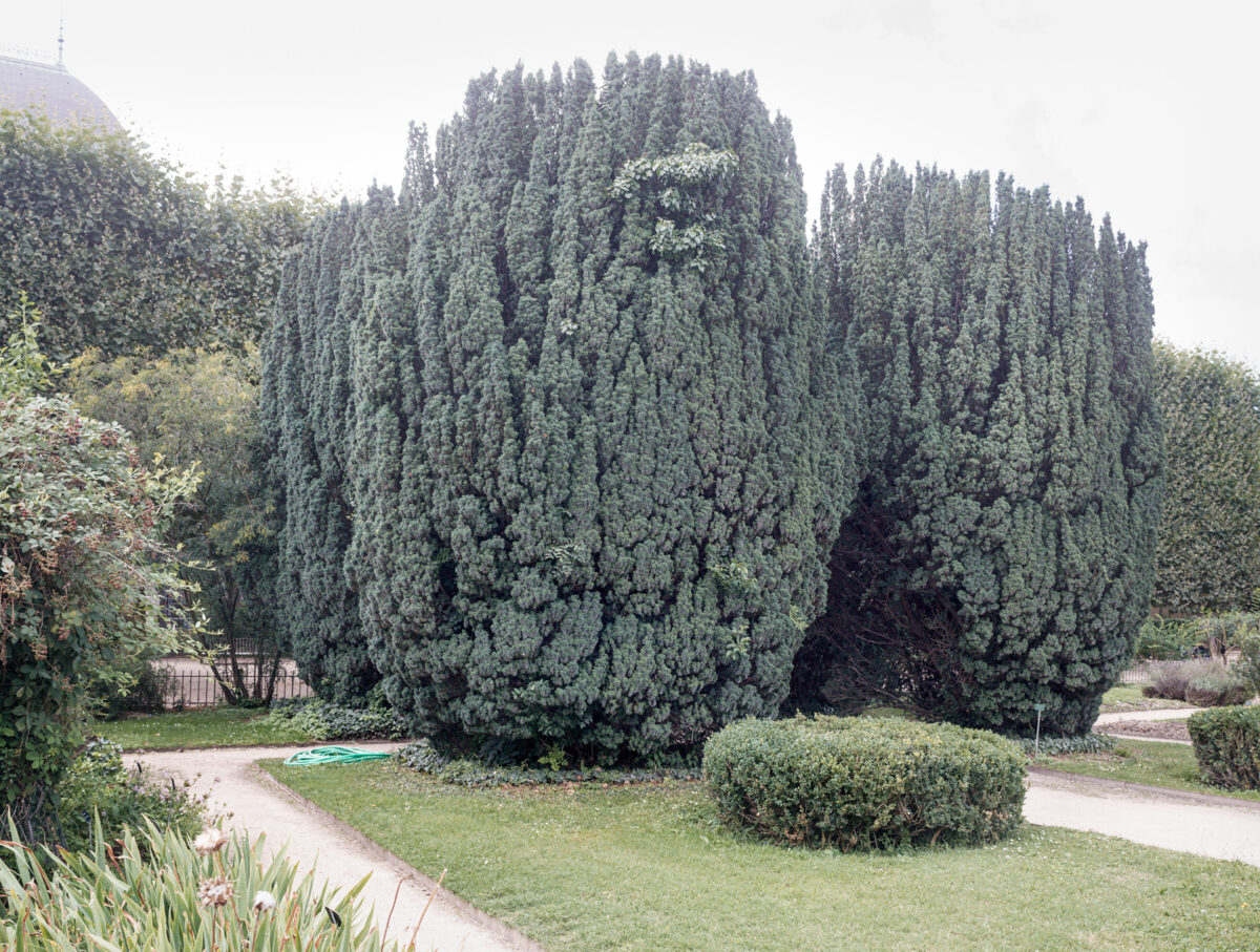 A garden landscape dominated by towering, columnar evergreen trees with dense blue-green foliage, framed by winding pathways, manicured hedges, and surrounding vegetation under an overcast sky.