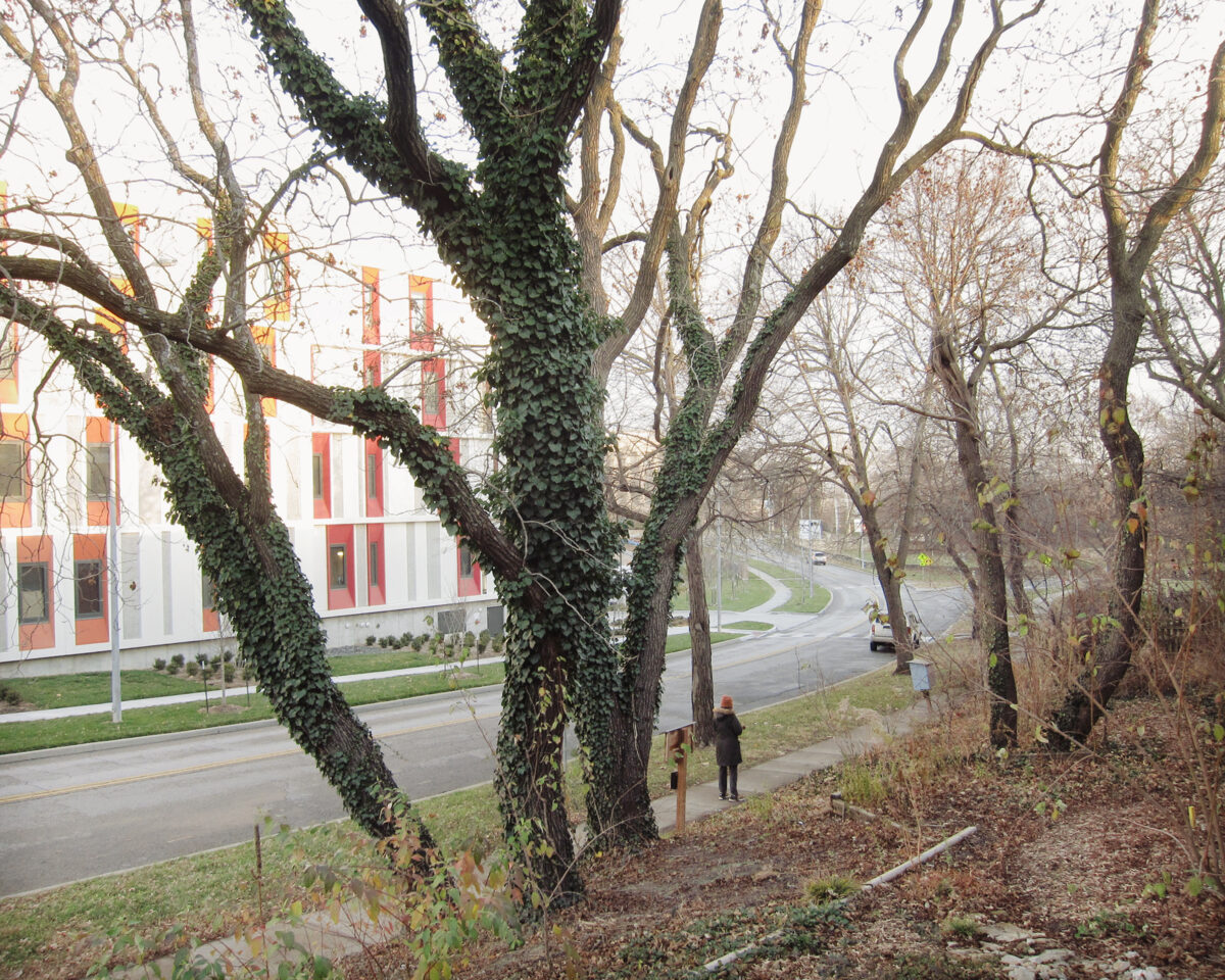 Large bare trees with ivy-covered trunks frame a contemporary building with red and white striped facade visible across a curved road. A solitary figure stands on the sidewalk beneath the trees in this autumn landscape.
