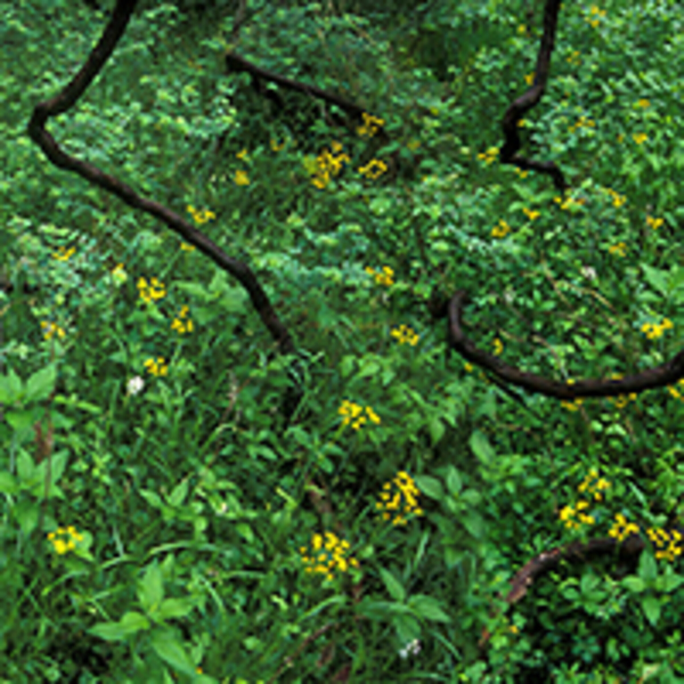 Dense green foliage and small yellow flowers viewed from above, with dark branches crossing diagonally through the composition, creating a natural, overhead perspective of vegetation.