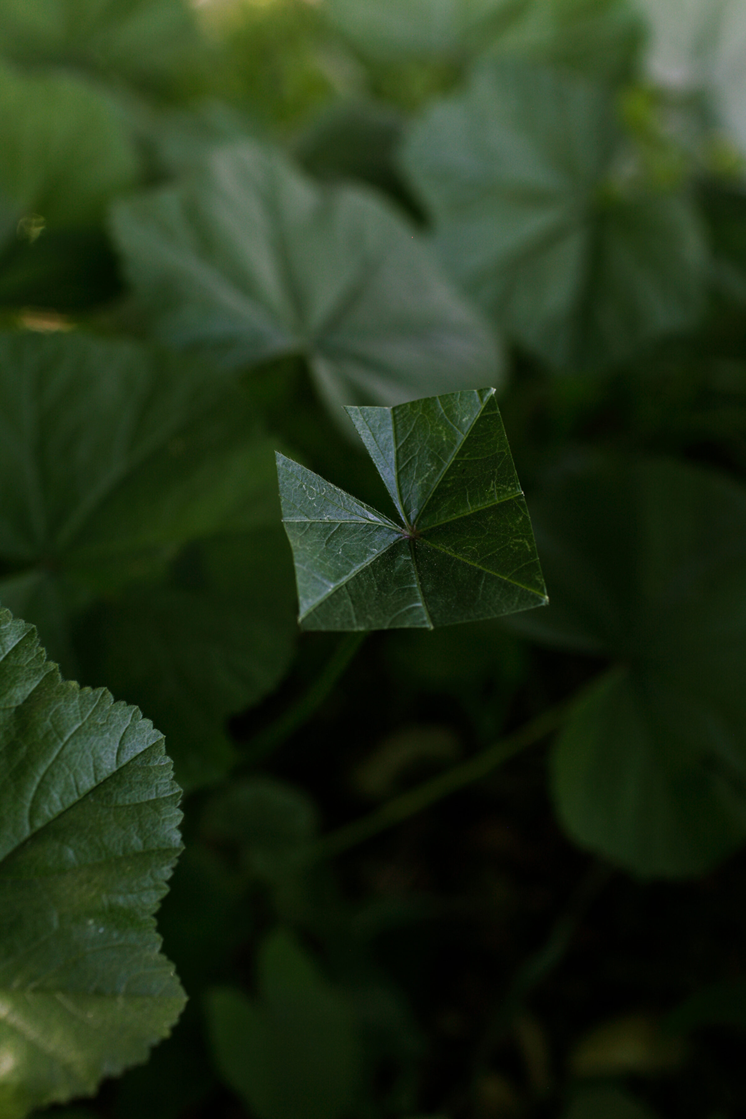 Close-up photograph of layered green leaves with palmate (hand-like) divisions, shot with shallow depth of field. The foreground leaf is in sharp focus with visible veining, while successive layers of foliage blur into soft, muted green tones in the background, creating dimensional depth.