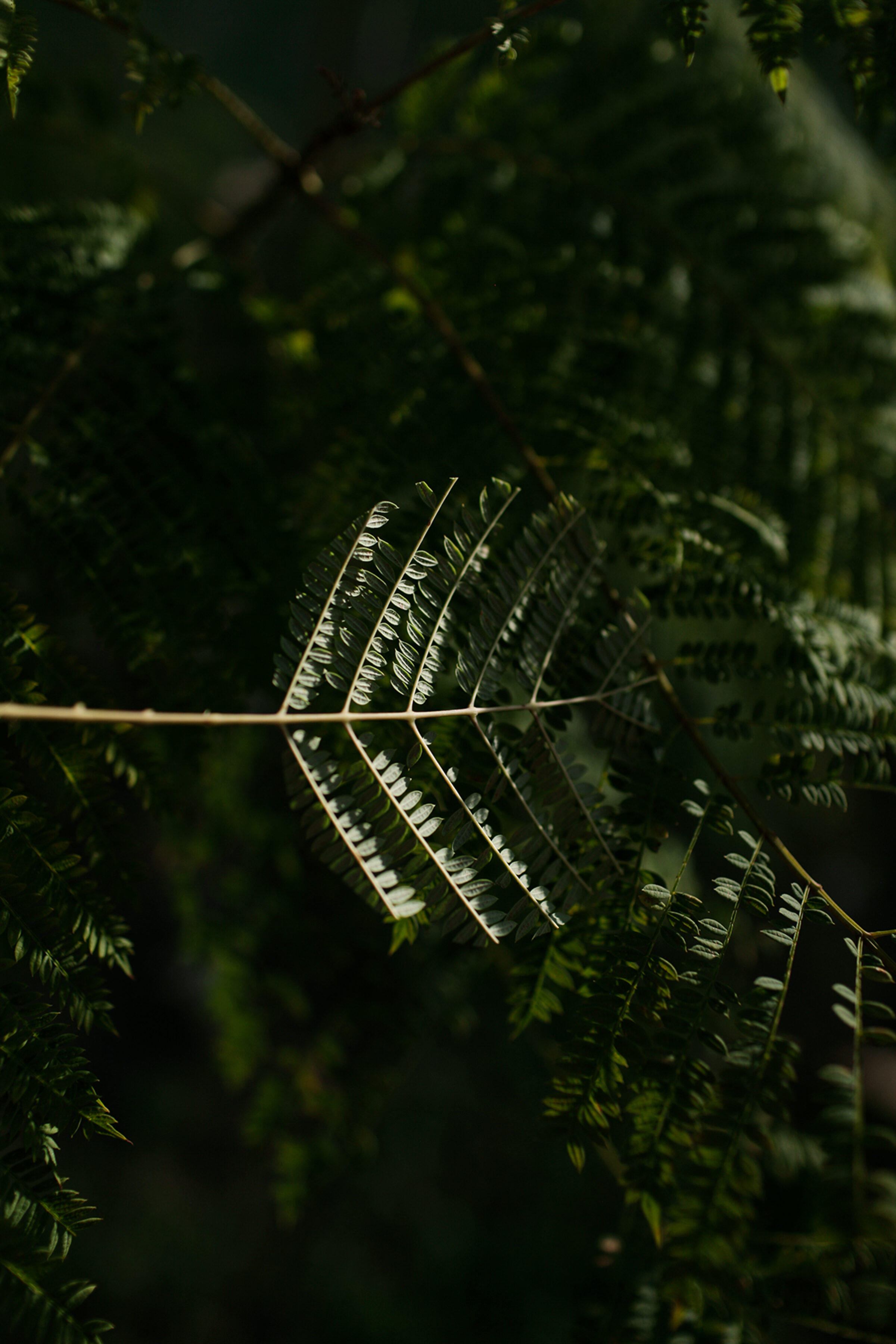 Delicate fern fronds illuminated against a dark, blurred forest background, their pale undersides creating striking linear patterns that radiate outward from a central stem.
