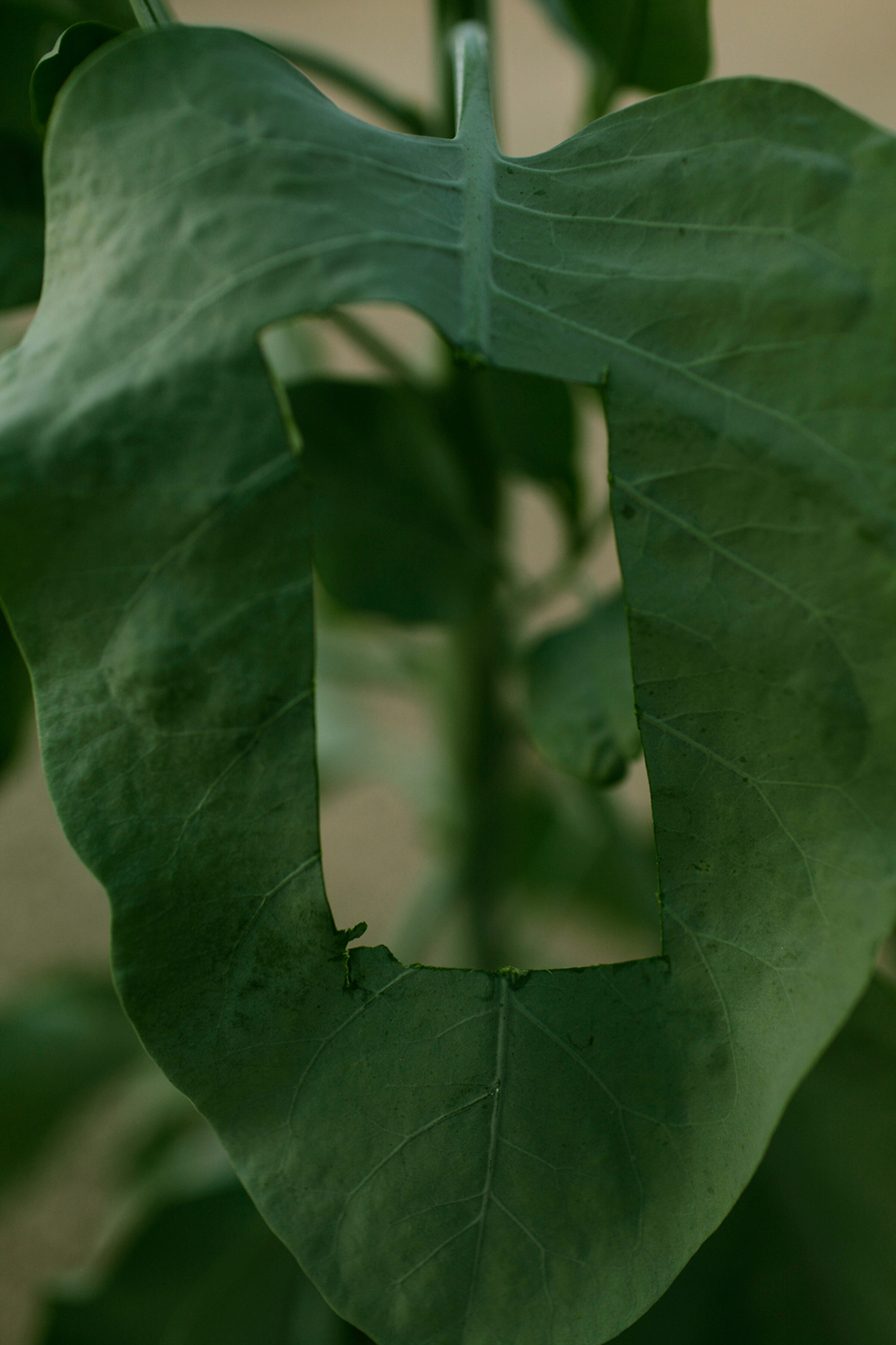 Close-up of deeply lobed green leaves with prominent veining, photographed against a soft neutral background. The layered composition creates an illusion of depth through overlapping translucent foliage.