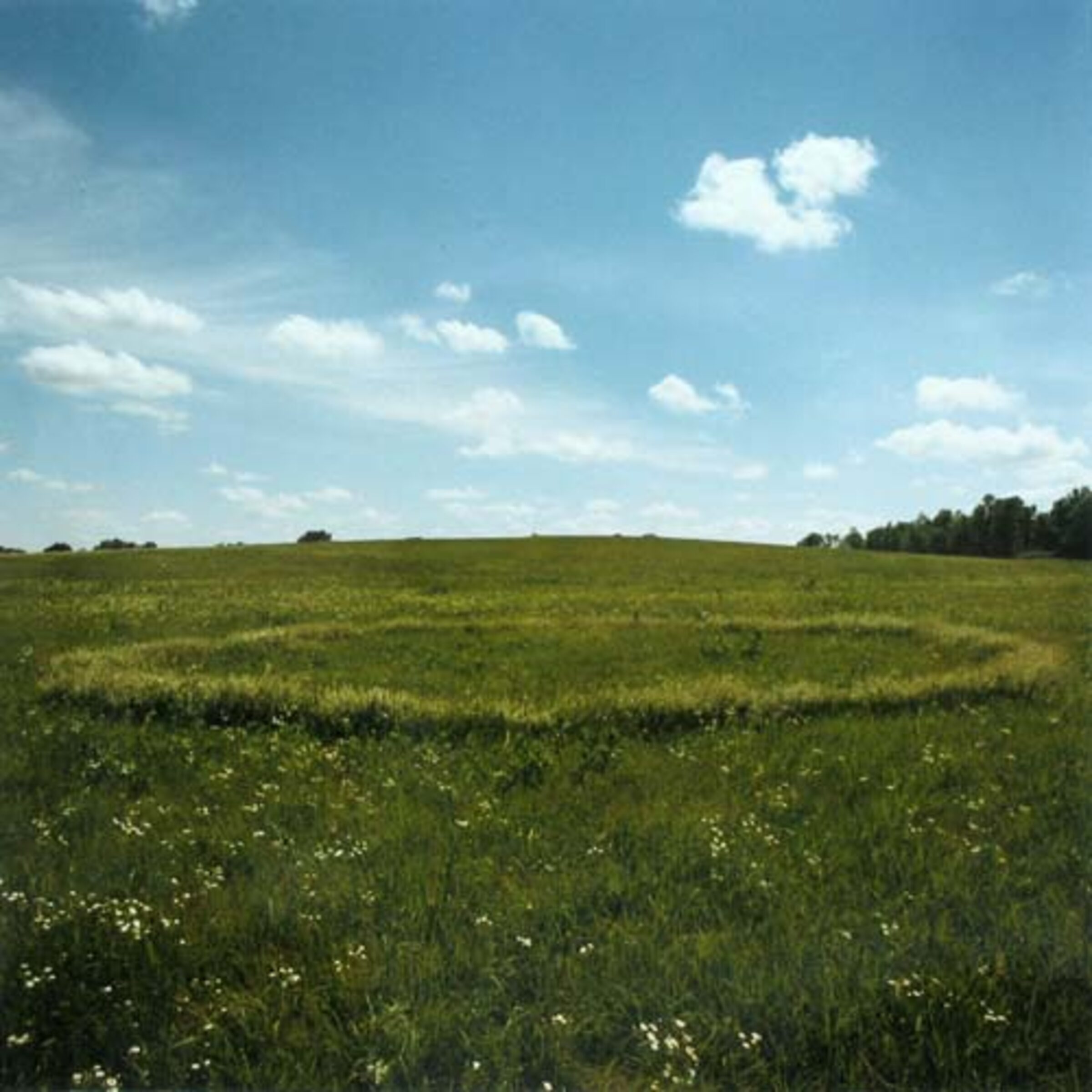 A vast, flat prairie landscape filled with mixed grasses and wildflowers, including white daisies scattered across the foreground. The horizon stretches wide beneath a bright blue sky dotted with white clouds, with distant tree lines visible at the edges.