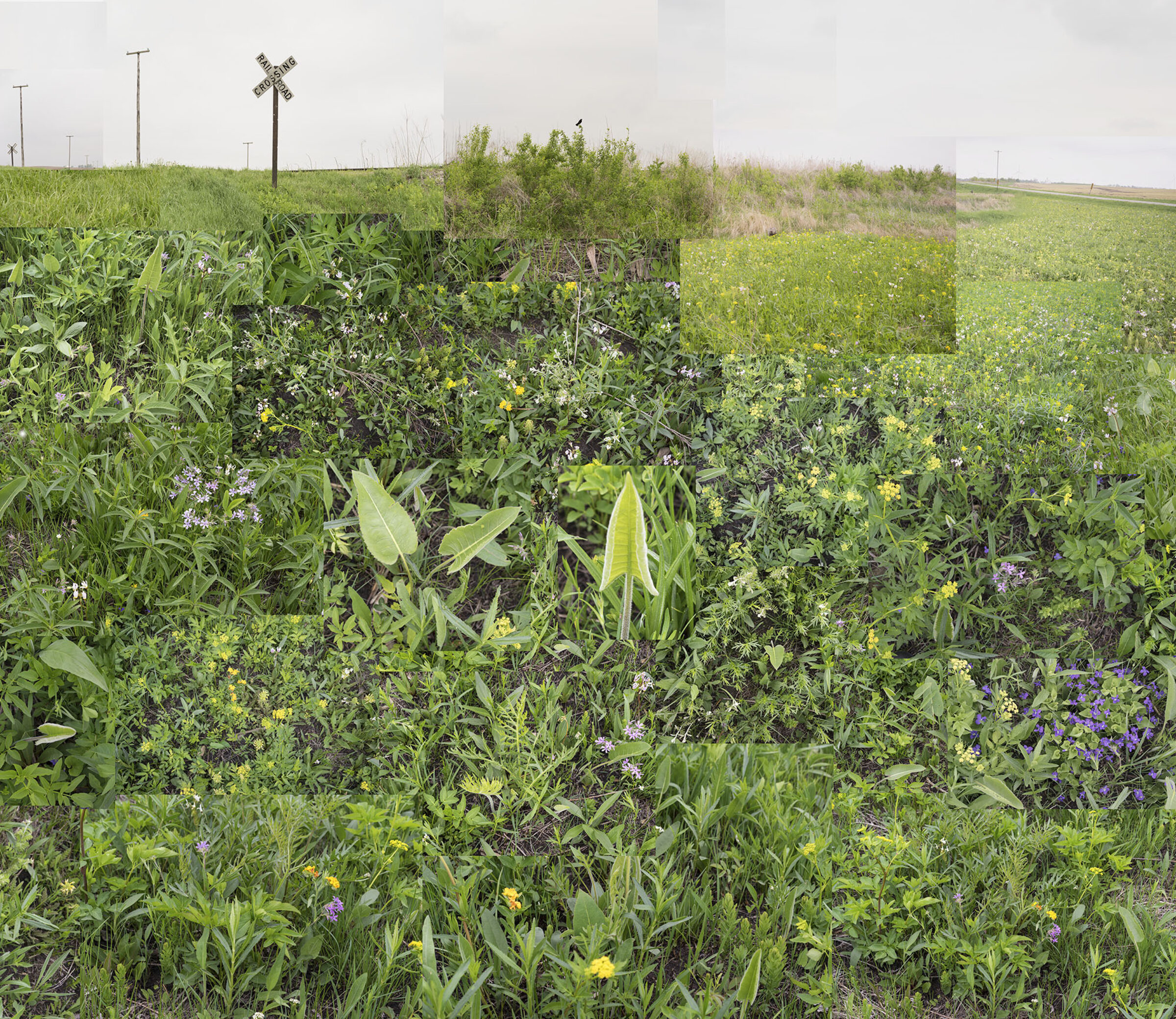 Dense wildflower meadow with purple, yellow, and white blooms interspersed among green grasses and broad-leafed plants. Utility poles and power lines recede across the flat landscape beneath an overcast sky.