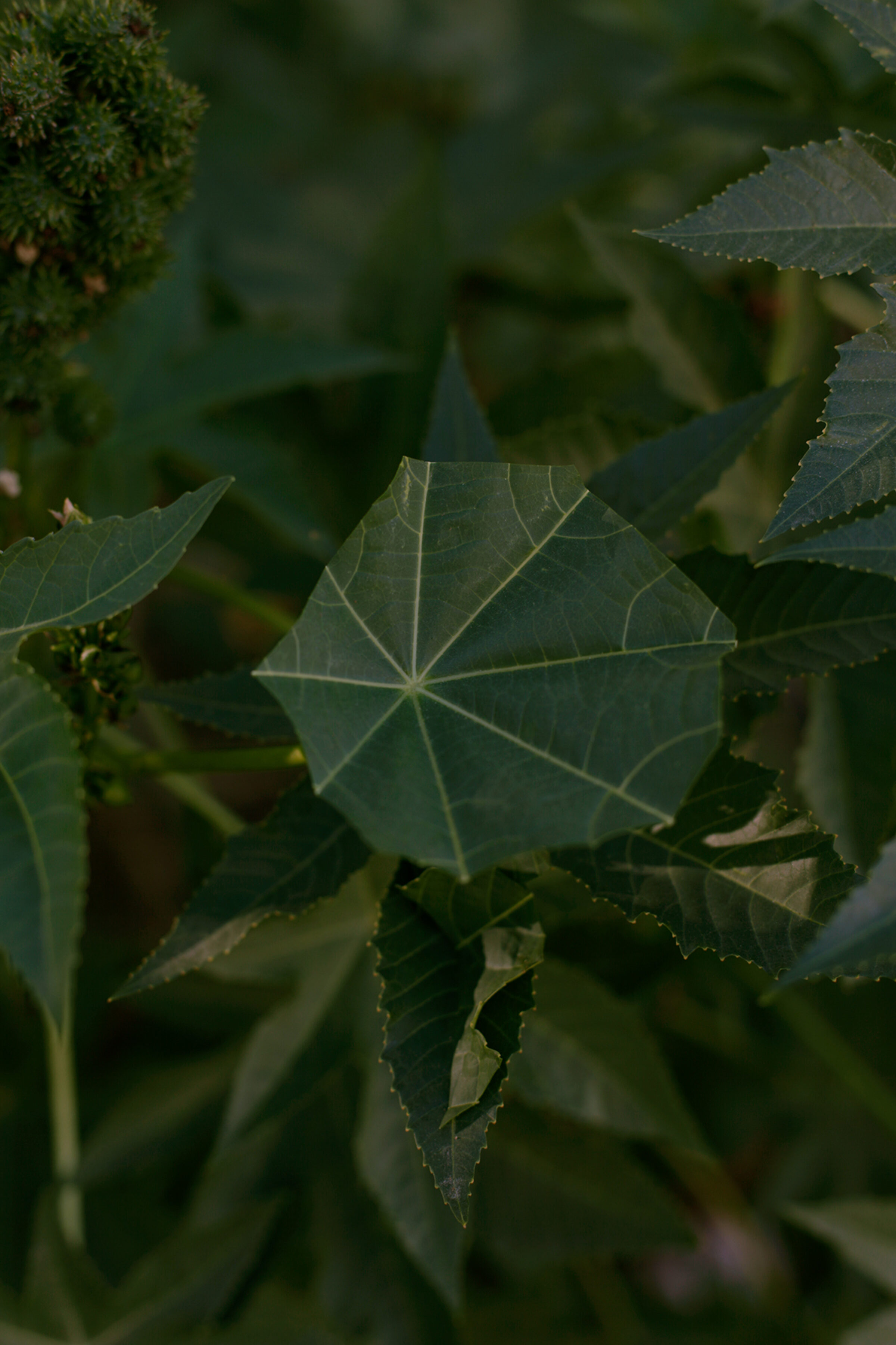 Close-up of layered green leaves with serrated edges and visible veining, backlit to reveal translucent quality. The central leaf displays a geometric pattern of radiating lines creating a diamond-like structure within its organic form.