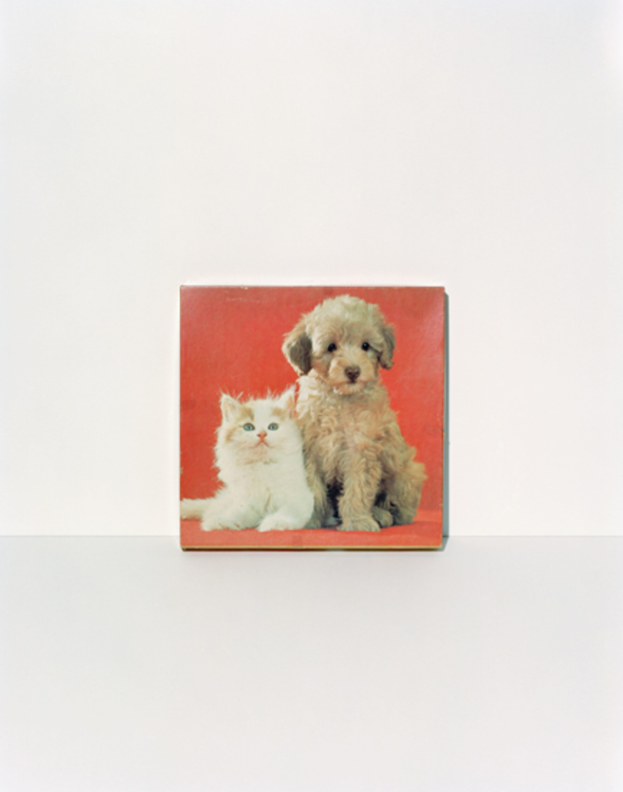 A square composition featuring a fluffy cream-colored puppy and orange-and-white kitten posed together against a vibrant red background. The animals are rendered in soft, naturalistic detail and centered within the frame.