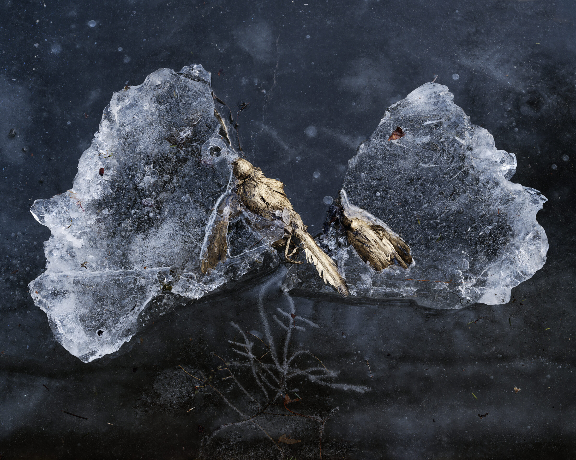 Two pale, crystalline formations with organic, brain-like textures sit against a dark, mottled background, their surfaces detailed with small holes and crevices. Golden-brown dried plant material or seeds rest delicately across the center where the two structures meet, creating a striking contrast of warm and cool tones.