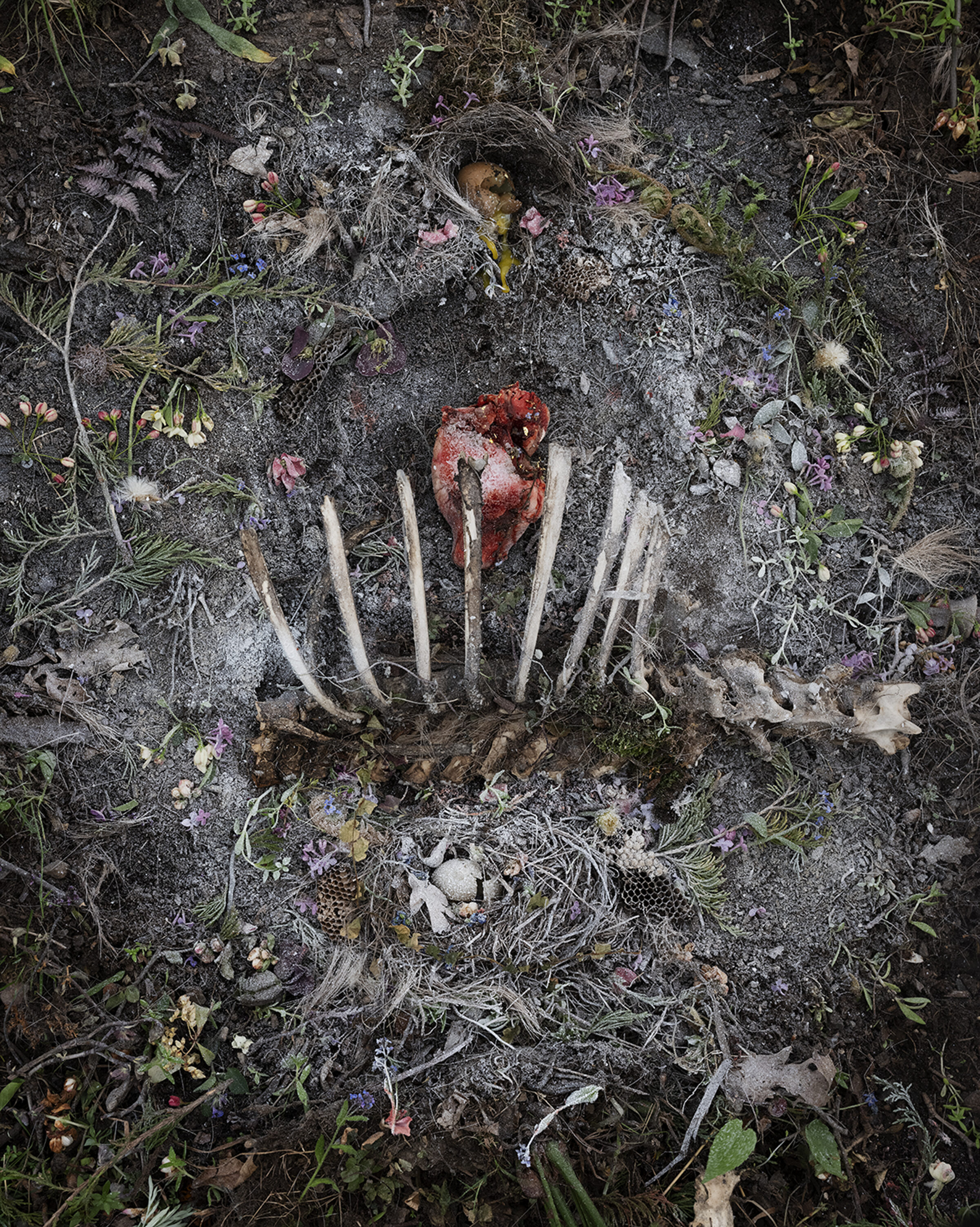 Overhead view of pale, curved fungal or plant structures arranged in a circular formation on ashy ground, surrounded by delicate wildflowers in pink, purple, and white tones, scattered vegetation, and organic debris.