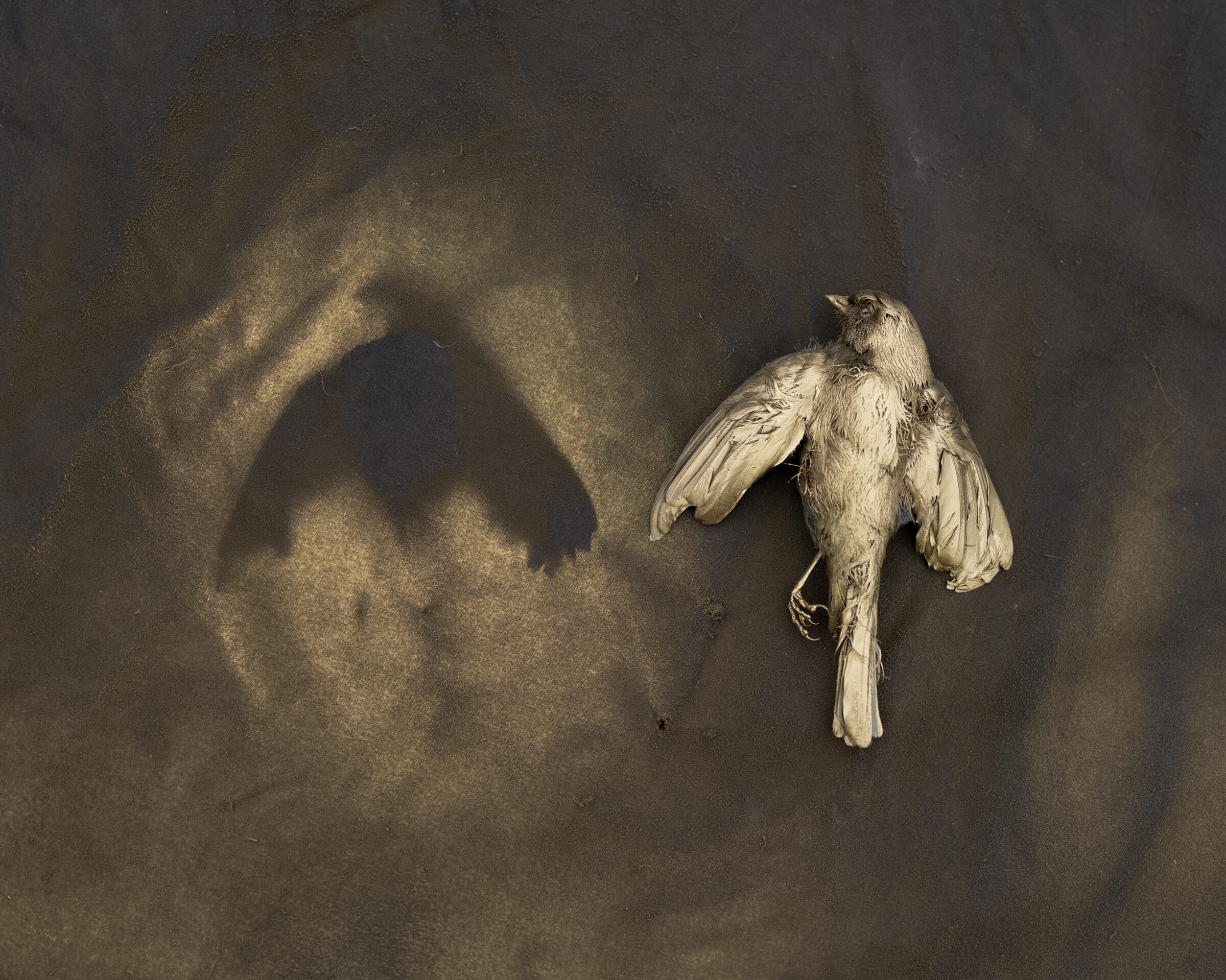 A pale, deceased bird lies on a dark textured surface, its wings partially spread. Soft, directional light casts the bird's shadow across the muted background, creating a contemplative composition in muted earth tones.