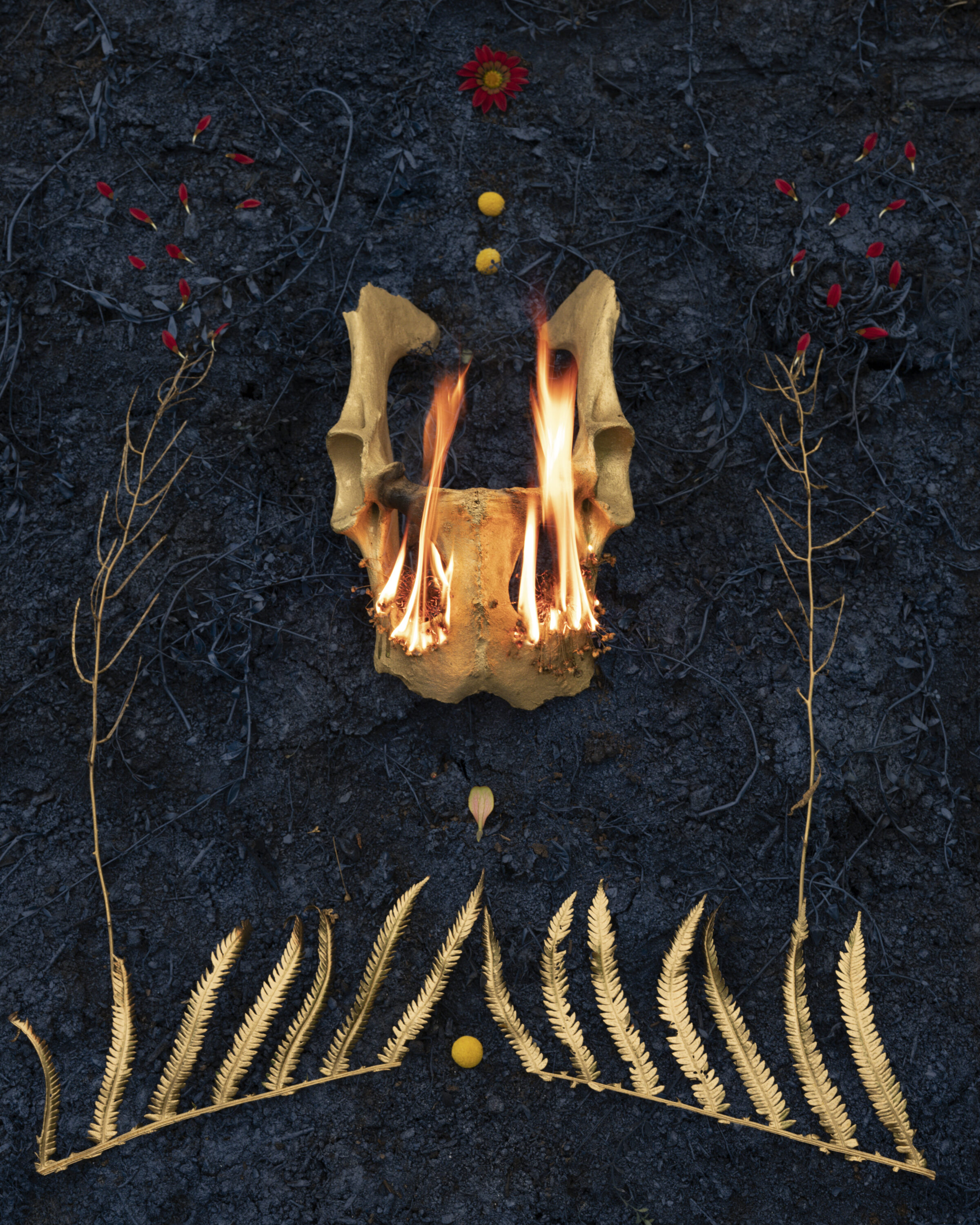 A symmetrical composition on a dark charred ground features a burning animal skull at center with flames emerging from its eye sockets, flanked by golden fern fronds forming a beard-like shape below. Red flowers with yellow centers and delicate botanical stems are arranged symmetrically on either side, with two golden spheres positioned above and below the skull.