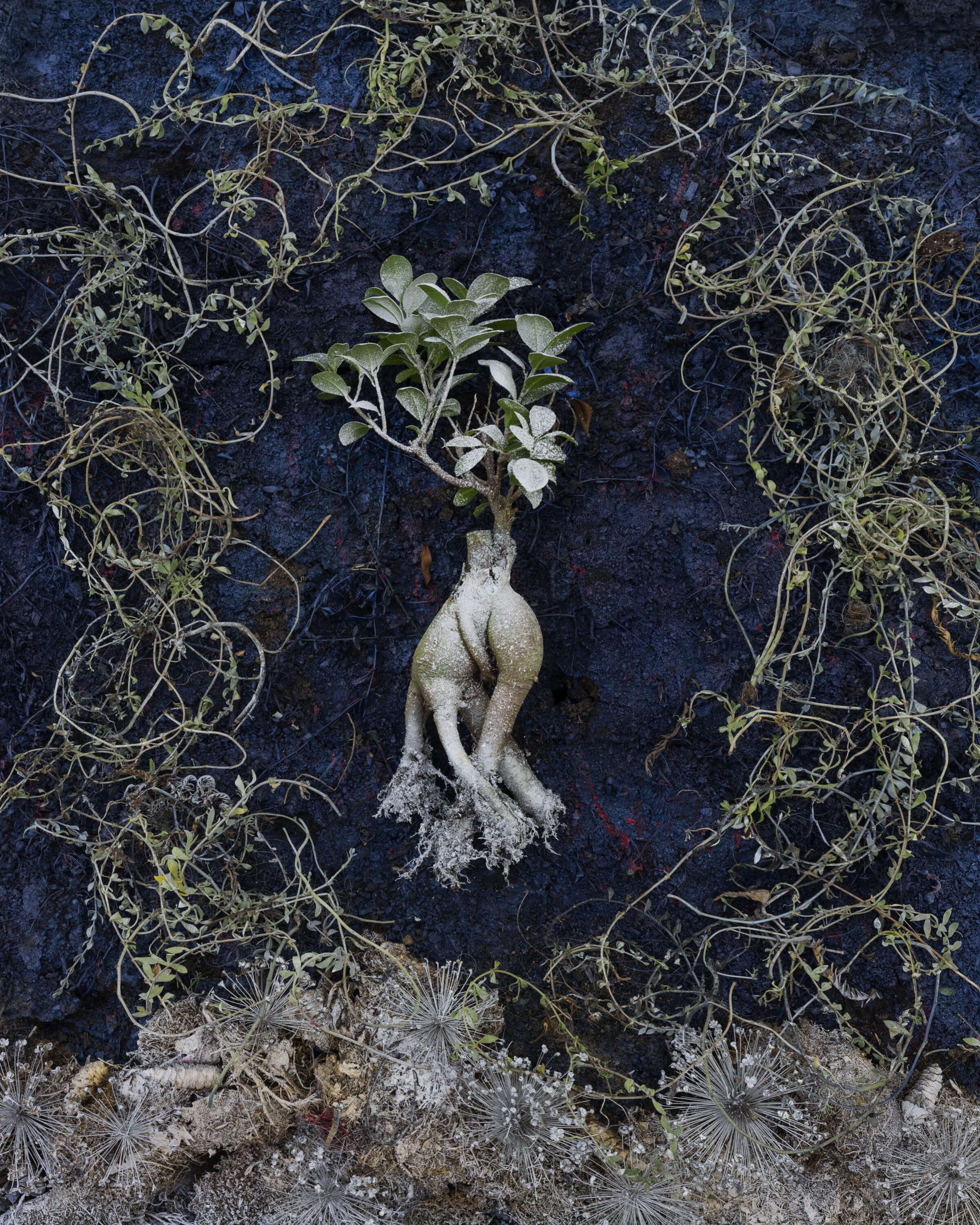 A pale, sculptural plant with a bulbous root system and green leaves stands centrally against a dark textured surface, surrounded by dried, withered vegetation and delicate white flowering plants at its base.