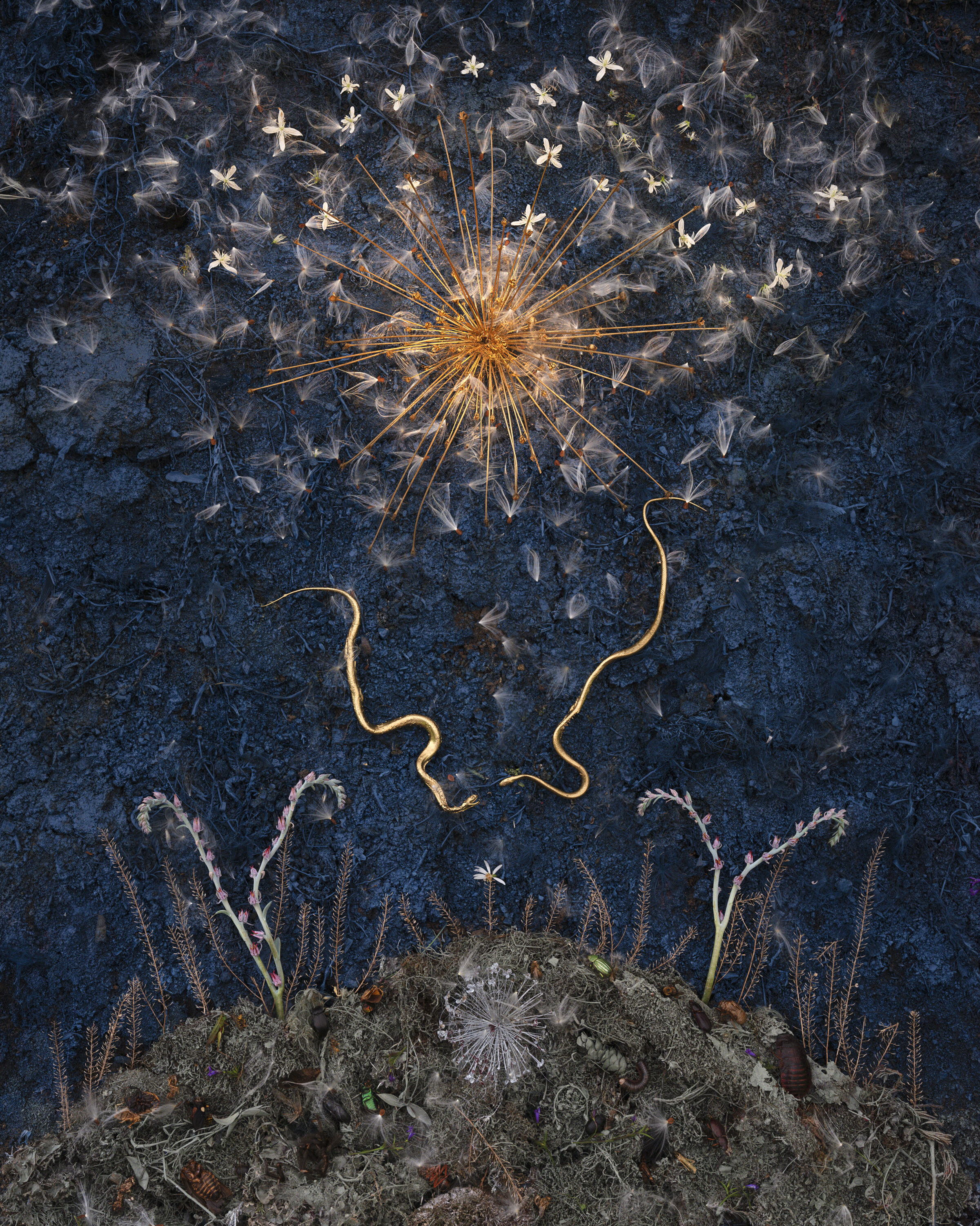 Abstract nature composition featuring a golden starburst form at center against a dark blue textured background, with two curved golden lines below suggesting a stylized head or vessel shape. Delicate white botanical elements and seeds scatter throughout the upper portion, while layered gray-green soil and plant forms anchor the lower section, creating a vertical arrangement that suggests growth, consciousness, and natural cycles.
