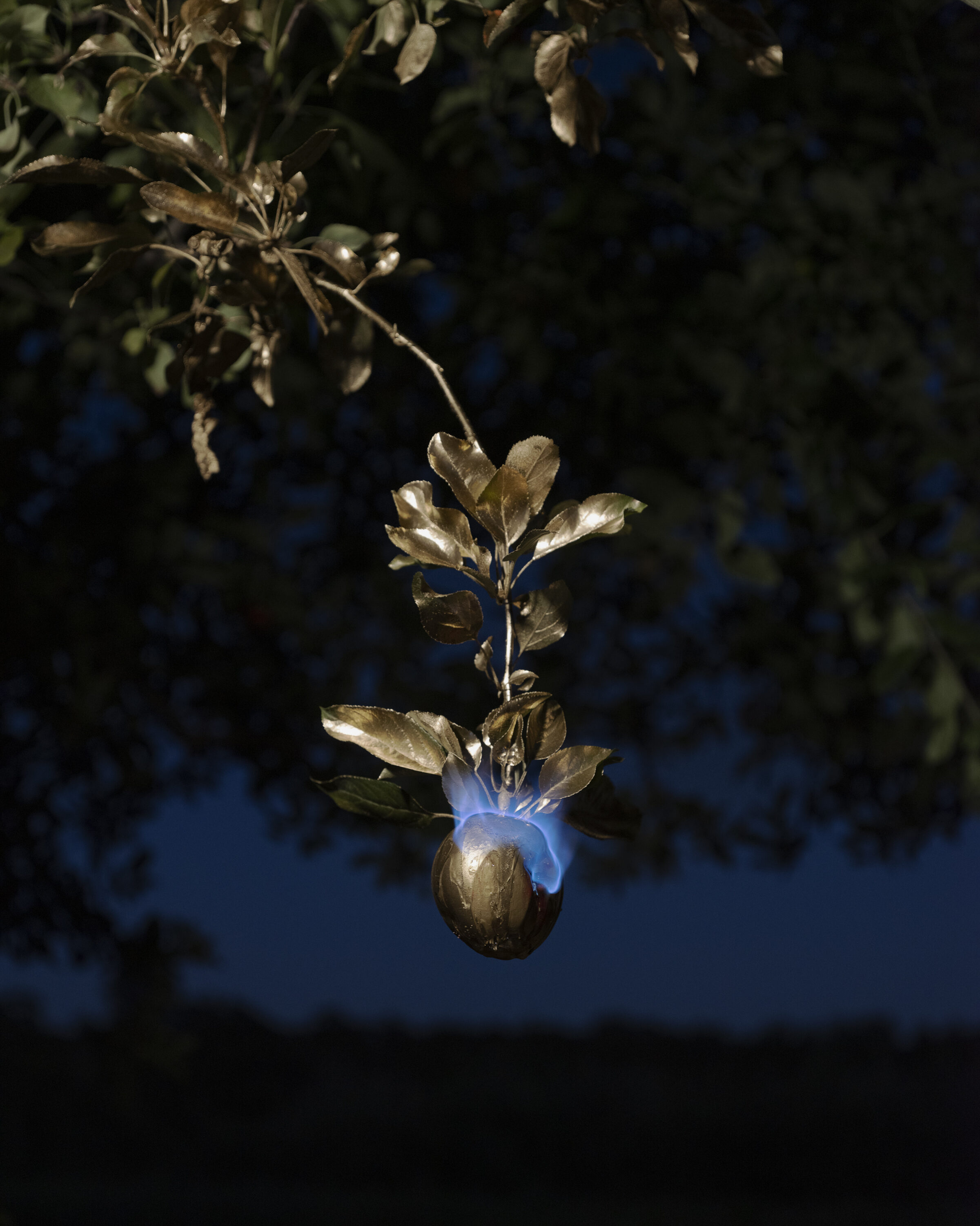 A delicate plant branch with dried leaves and a single blue flower glowing against a dark twilight sky, illuminated by dramatic spotlight lighting that creates a luminous contrast between the golden-brown foliage and the deep blue background.