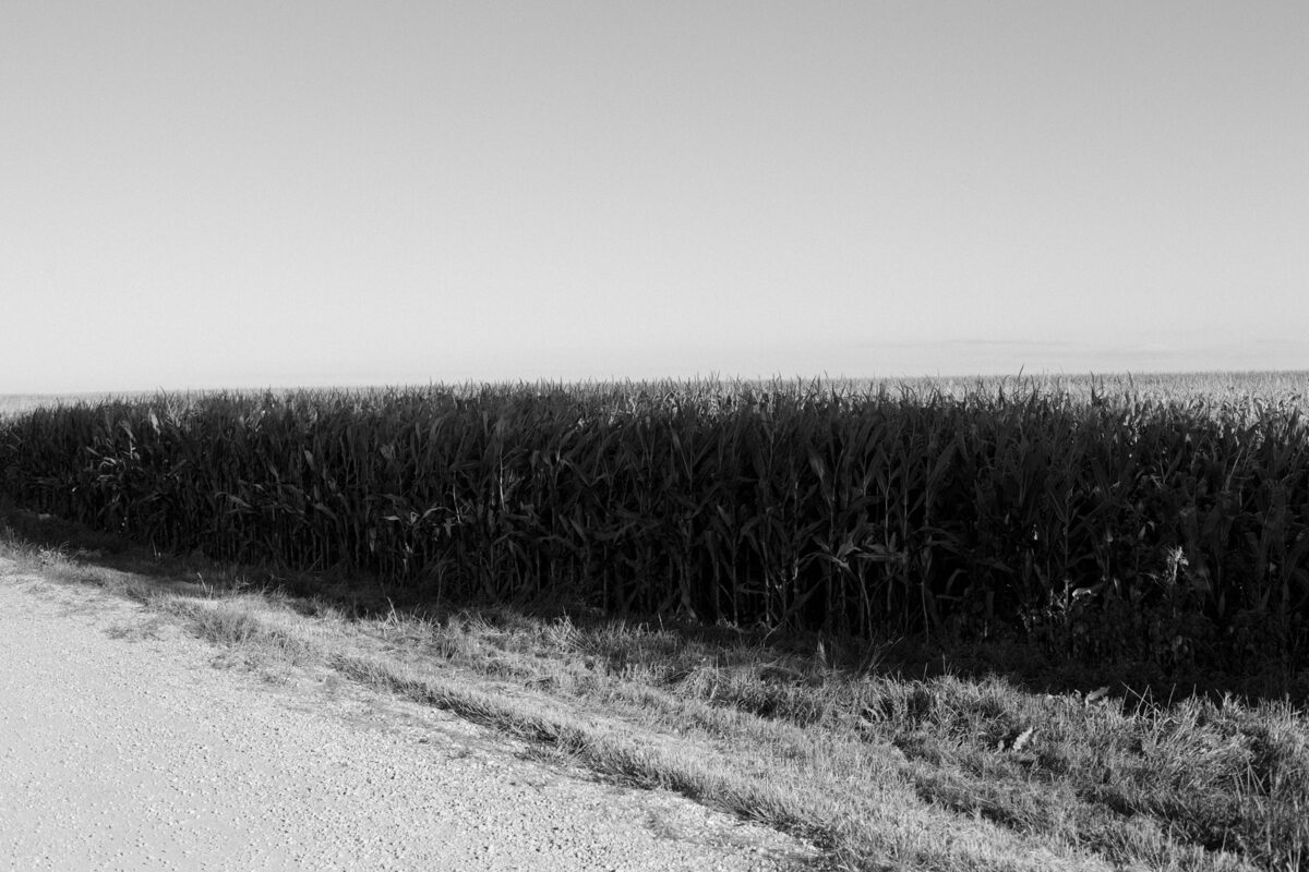Black and white photograph of a vast cornfield under an overcast sky, with a dirt road and sparse grasses in the immediate foreground. The composition emphasizes the stark horizontal divide between the dense crop and the pale, featureless sky, creating a minimalist landscape study in tonal contrast.