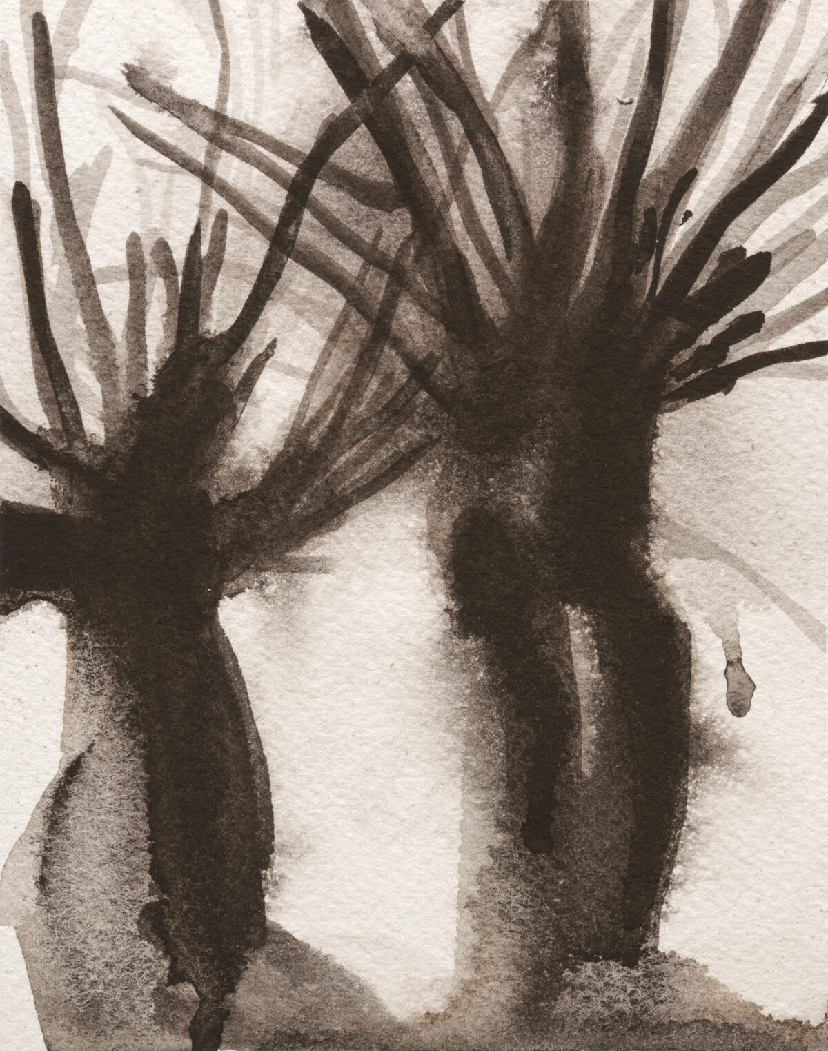 A monochromatic gouache painting depicting a desert plant with thick, columnar stems and spiky leaves radiating outward. The composition uses layered washes of dark brown and gray tones against a pale background, creating atmospheric depth and emphasizing the plant's sculptural form through shadow and light.
