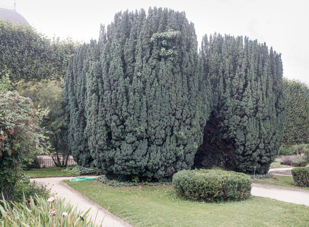 A garden landscape dominated by towering, columnar evergreen trees with dense blue-green foliage, framed by winding pathways, manicured hedges, and surrounding vegetation under an overcast sky.