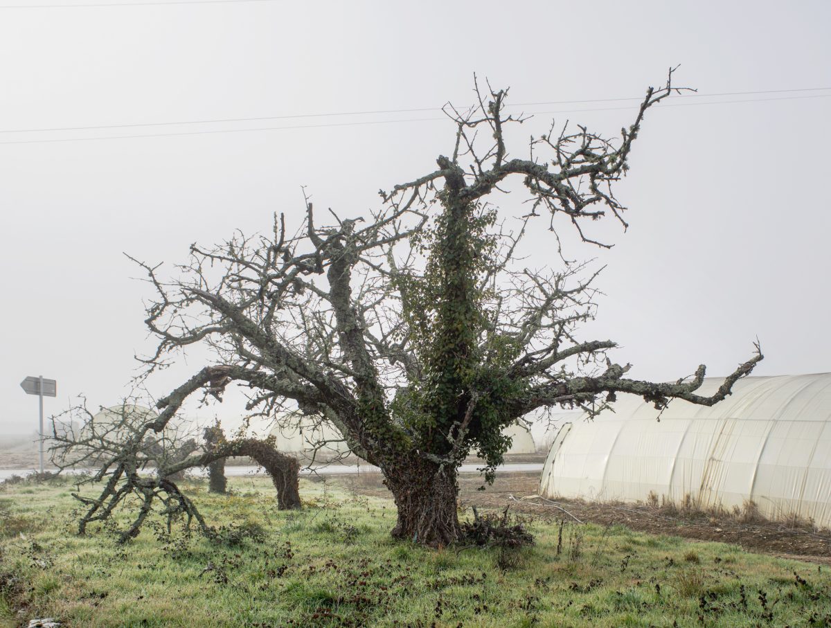 A gnarled, leafless tree with moss-covered trunk and sprawling bare branches stands in an overgrown field, its twisted form partially wrapped in climbing ivy. Behind it, a white corrugated metal structure and distant utility pole are visible under an overcast sky.