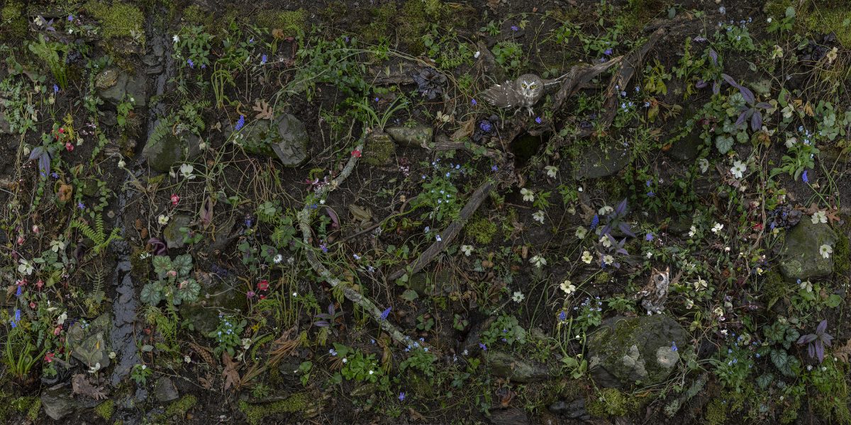 Overhead view of a densely woven garden floor featuring moss-covered stones, twisted branches, and delicate flowering plants in shades of blue, white, pink, and purple among rich green foliage and earth tones.