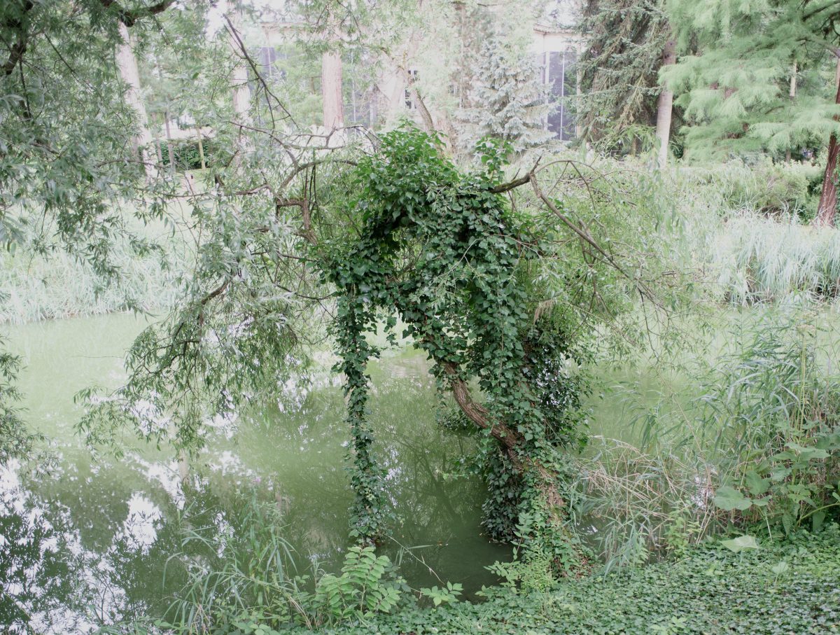 A overgrown riverbank densely covered in cascading ivy and tangled vegetation, with murky green water visible through gaps in the foliage. Tall coniferous trees and building structures rise in the misty background, creating a layered composition of wild nature reclaiming an urban waterside space.