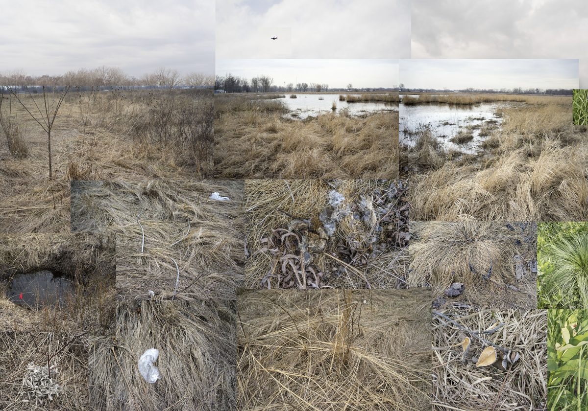 A multi-panel collage of wetland landscapes featuring expansive views of marshland with dried grasses, shallow water, and scattered vegetation across seasons. The composition combines wide vistas with close-up details, showing the terrain's textures and varying water levels against overcast skies and distant treelines.