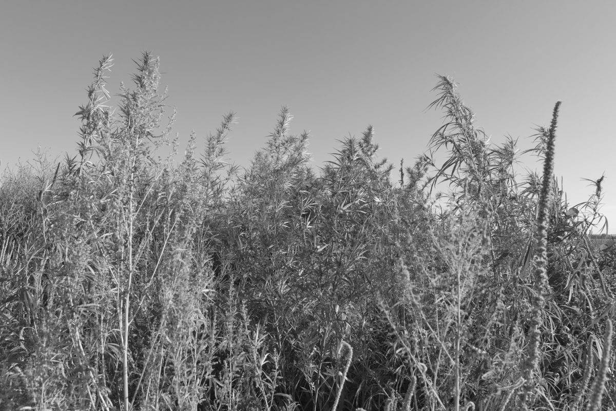 Black and white photograph of a dense field of tall weeds with thin stems and delicate, feathery seed heads extending upward against a clear sky. The plants fill the entire frame in sharp detail, creating a rhythmic, almost abstract composition that emphasizes texture and repetition.
