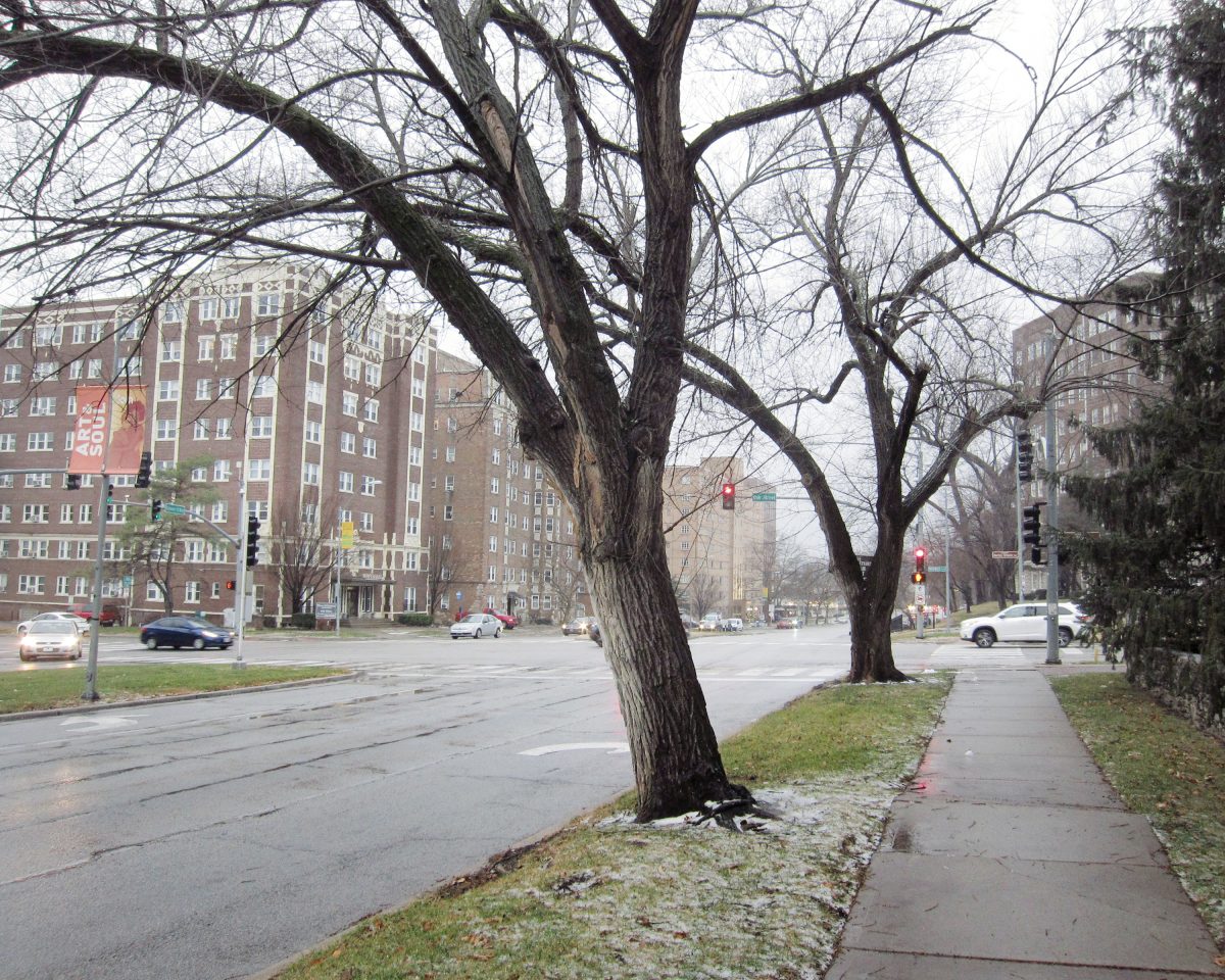 Bare-branched trees line a sidewalk and street intersection in an urban residential area, with brick apartment buildings visible in the background under an overcast sky. The composition captures the skeletal forms of dormant winter trees against a cityscape of mid-rise buildings and traffic signals.
