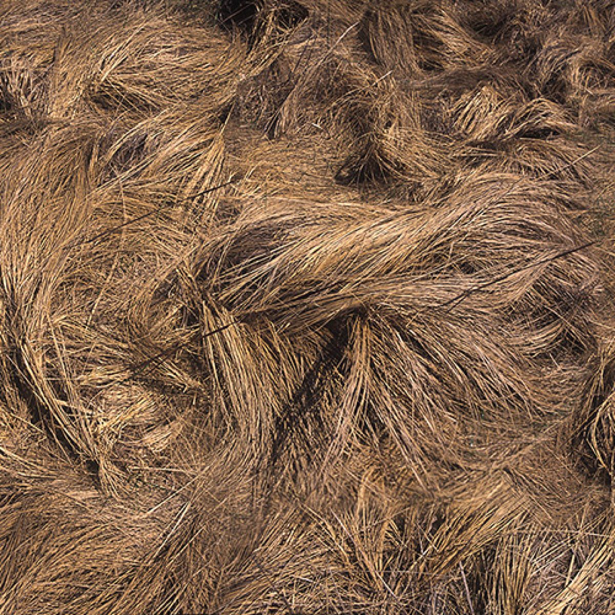 Densely layered strands of dried grass and straw in warm golden and brown tones create an intricate, textured composition. The organic fibers interweave across the entire frame in a naturalistic, abstract pattern.