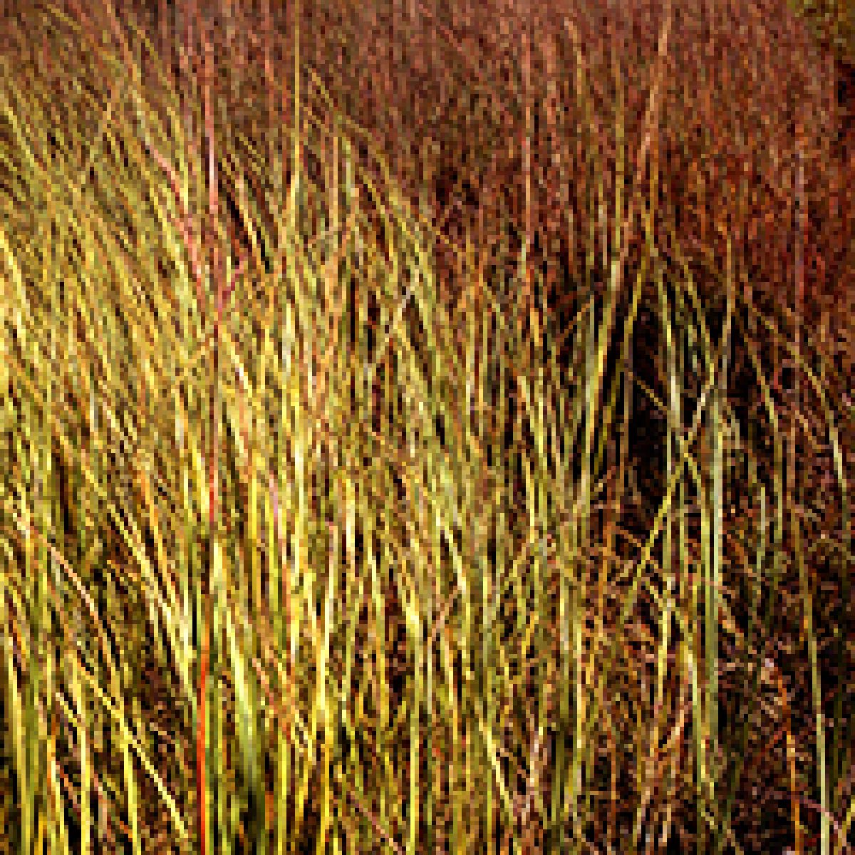 Dense grassland with tall, thin blades rendered in warm golden yellows and deep russet browns, creating a richly textured surface that shifts in color and depth across the composition.