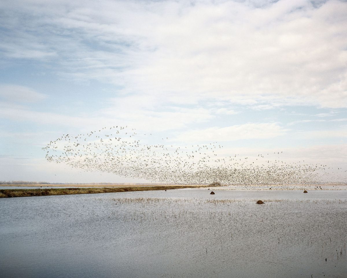 A large flock of birds in flight swarms across a pale sky above a shallow wetland dotted with sparse vegetation and dark rocks. The composition captures the expansive landscape in muted tones of gray, blue, and tan, with the birds forming a dense, dynamic cloud that dominates the upper portion of the frame.