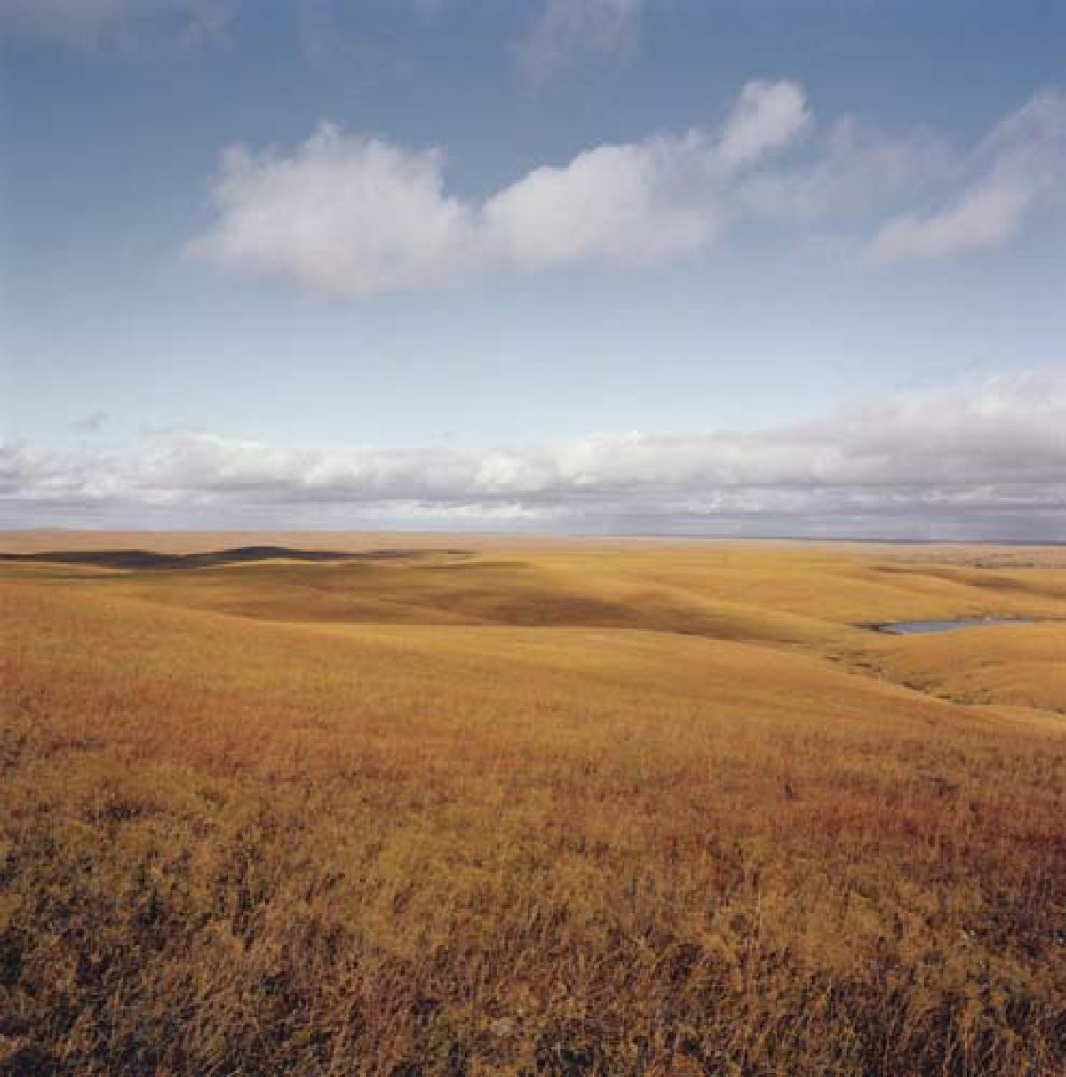 Expansive golden-brown grassland stretches toward the horizon under a partly cloudy sky, with subtle rolling terrain and a small body of water visible in the distance.