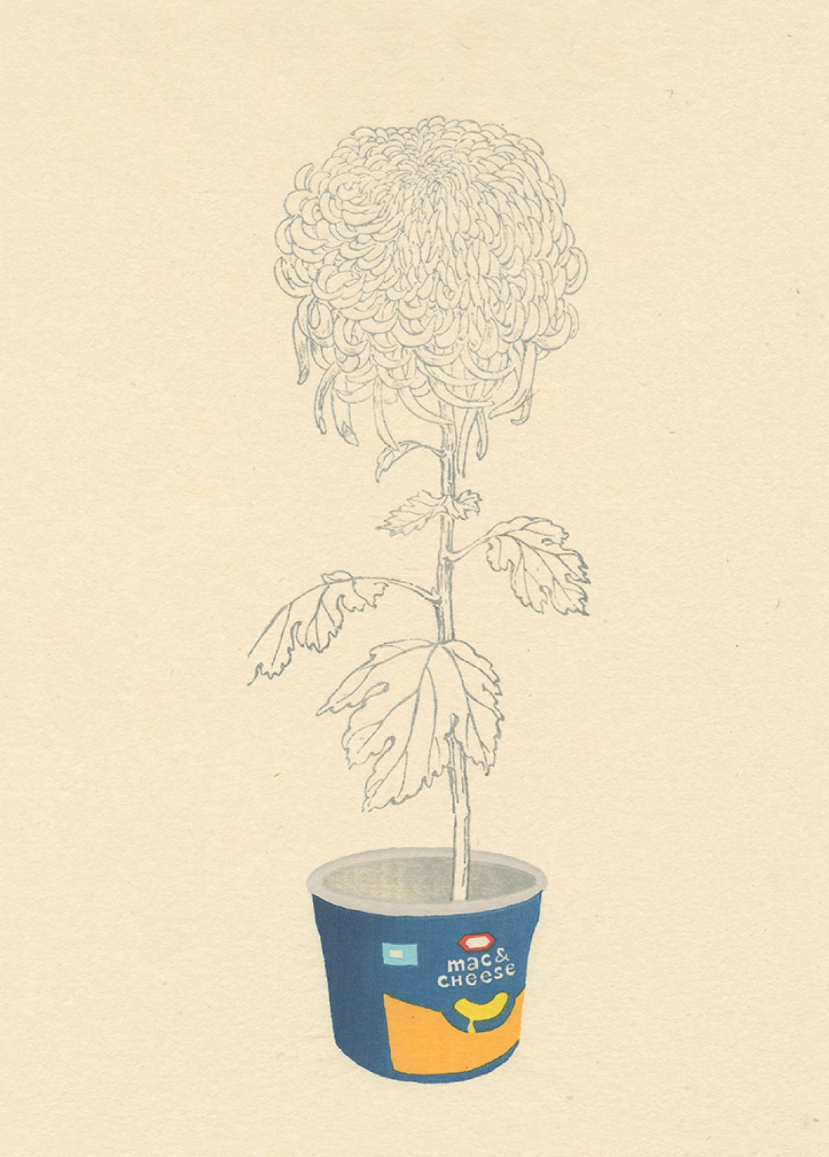 A delicate pencil drawing of a chrysanthemum flower with intricately layered petals rises from a blue and yellow mac and cheese box, rendered in a minimalist style against a cream-colored background.