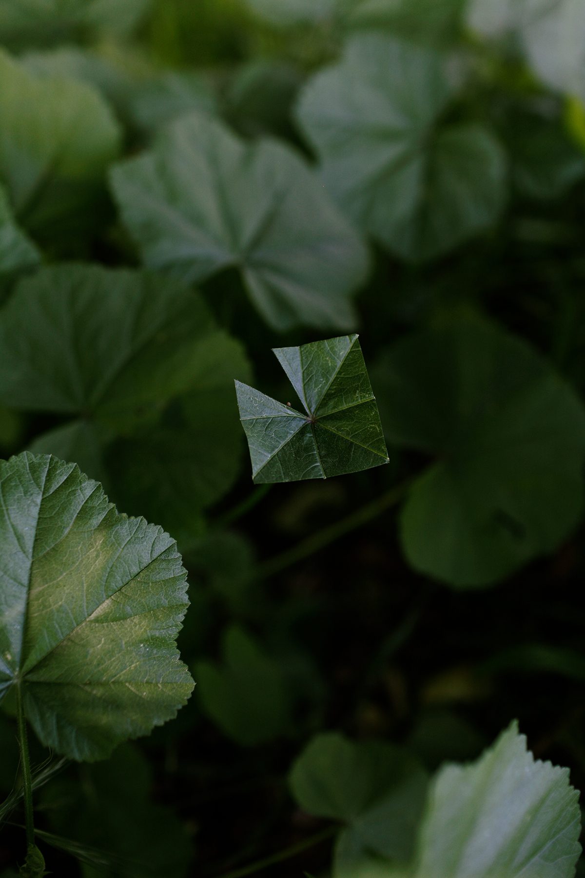 Close-up photograph of layered green foliage with a single delicate, translucent leaf in sharp focus at center, its geometric segments catching light against the soft, blurred vegetation surrounding it.