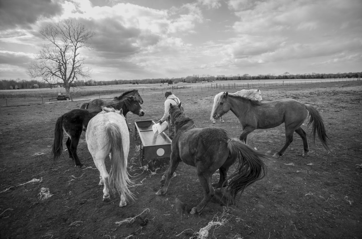 Black and white photograph of several horses gathered around a feeding trough in a sparse, flat pasture. A figure in light-colored clothing stands among the horses tending to the trough, with a bare tree and distant treeline visible under a cloudy sky.