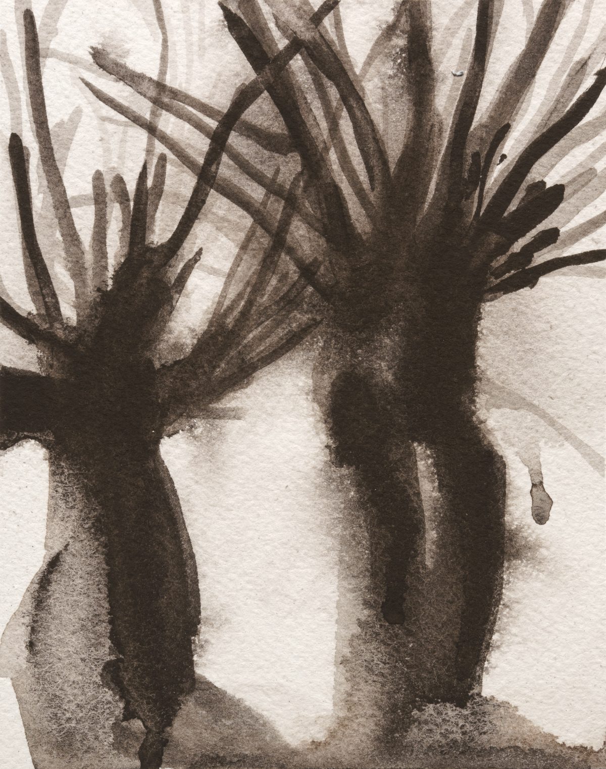 A monochromatic gouache painting depicting a desert plant with thick, columnar stems and spiky leaves radiating outward. The composition uses layered washes of dark brown and gray tones against a pale background, creating atmospheric depth and emphasizing the plant's sculptural form through shadow and light.