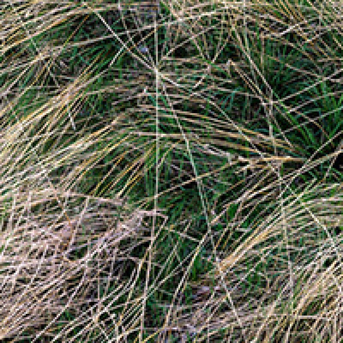 Overhead view of dried and green grasses interwoven across a neutral ground, with a thin vertical line running through the center of the composition, creating a geometric division of the organic, tangled vegetation.