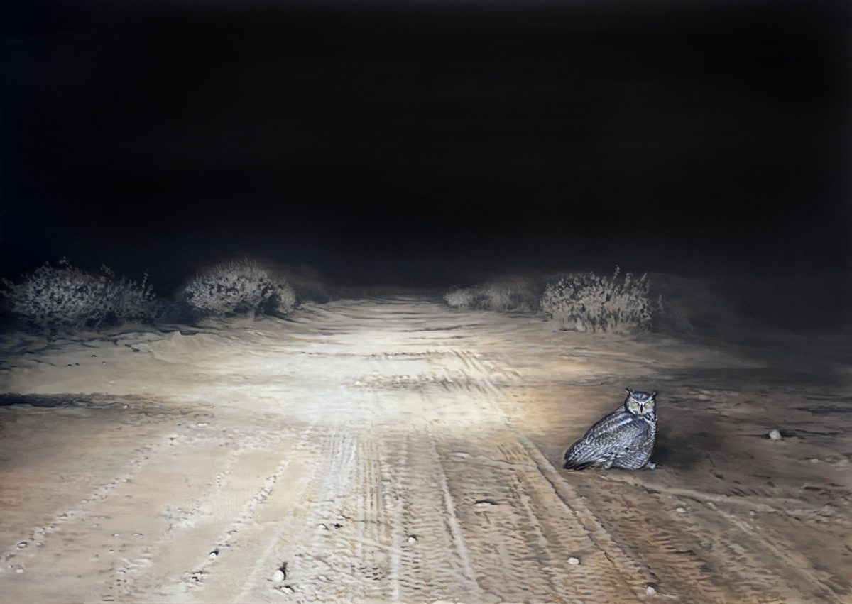 A barn owl sits alone on a sandy, tire-tracked road at night, illuminated by harsh artificial light. Frost-covered shrubs and vegetation border both sides of the desolate landscape beneath a dark sky.