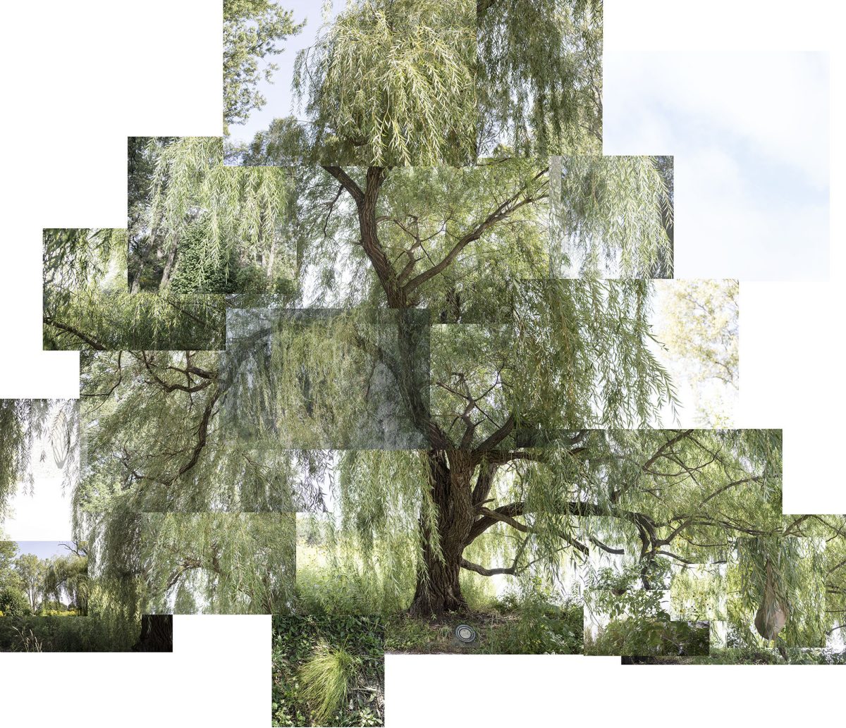 A large weeping willow tree with drooping branches and delicate foliage dominates the composition, fragmented across an irregular grid of photographic panels against a white background. The natural green tones and sky create a layered, puzzle-like effect that emphasizes both the tree's graceful form and the constructed nature of the image.