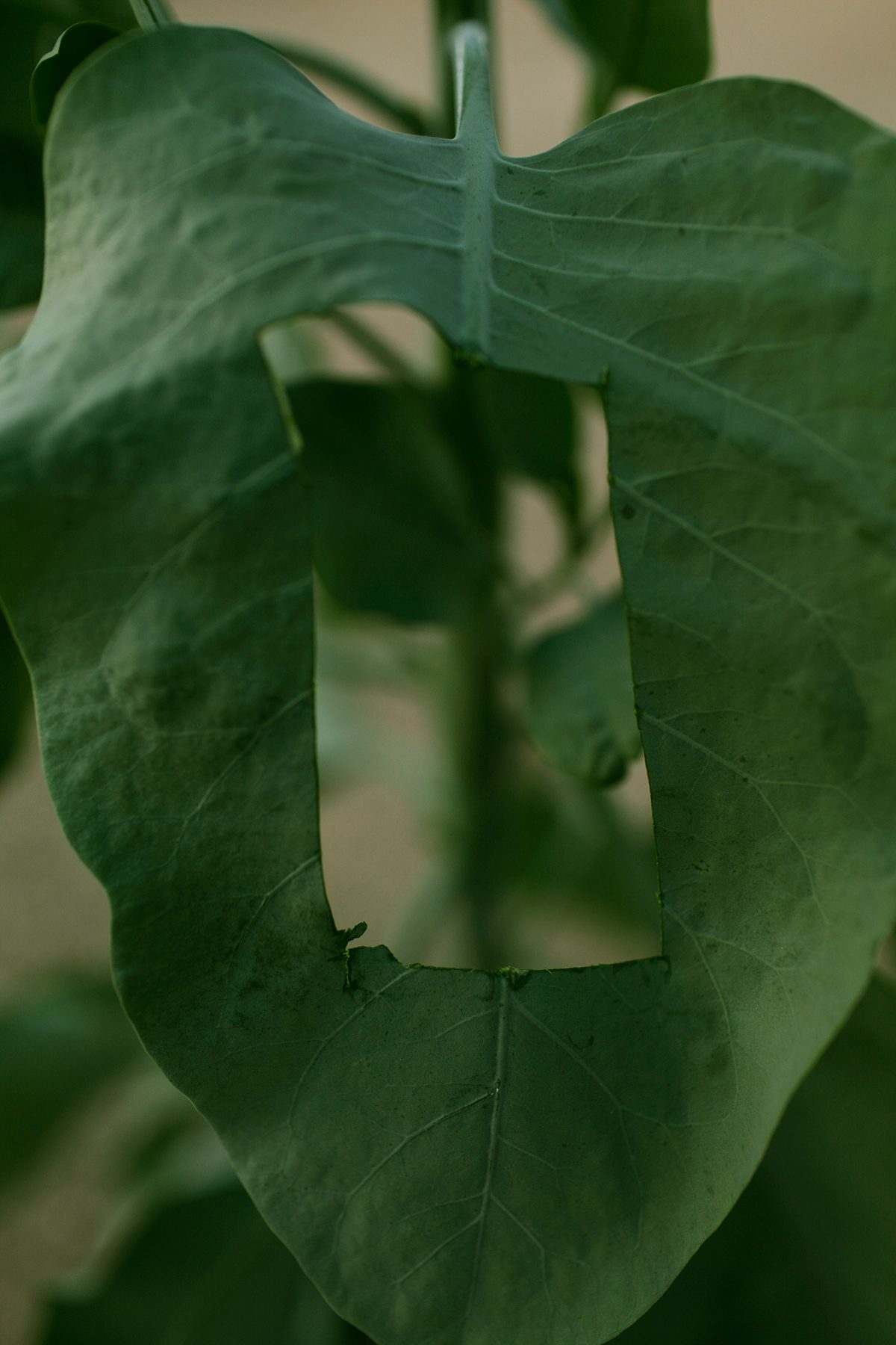 Close-up of deeply lobed green leaves with prominent veining, photographed against a soft neutral background. The layered composition creates an illusion of depth through overlapping translucent foliage.