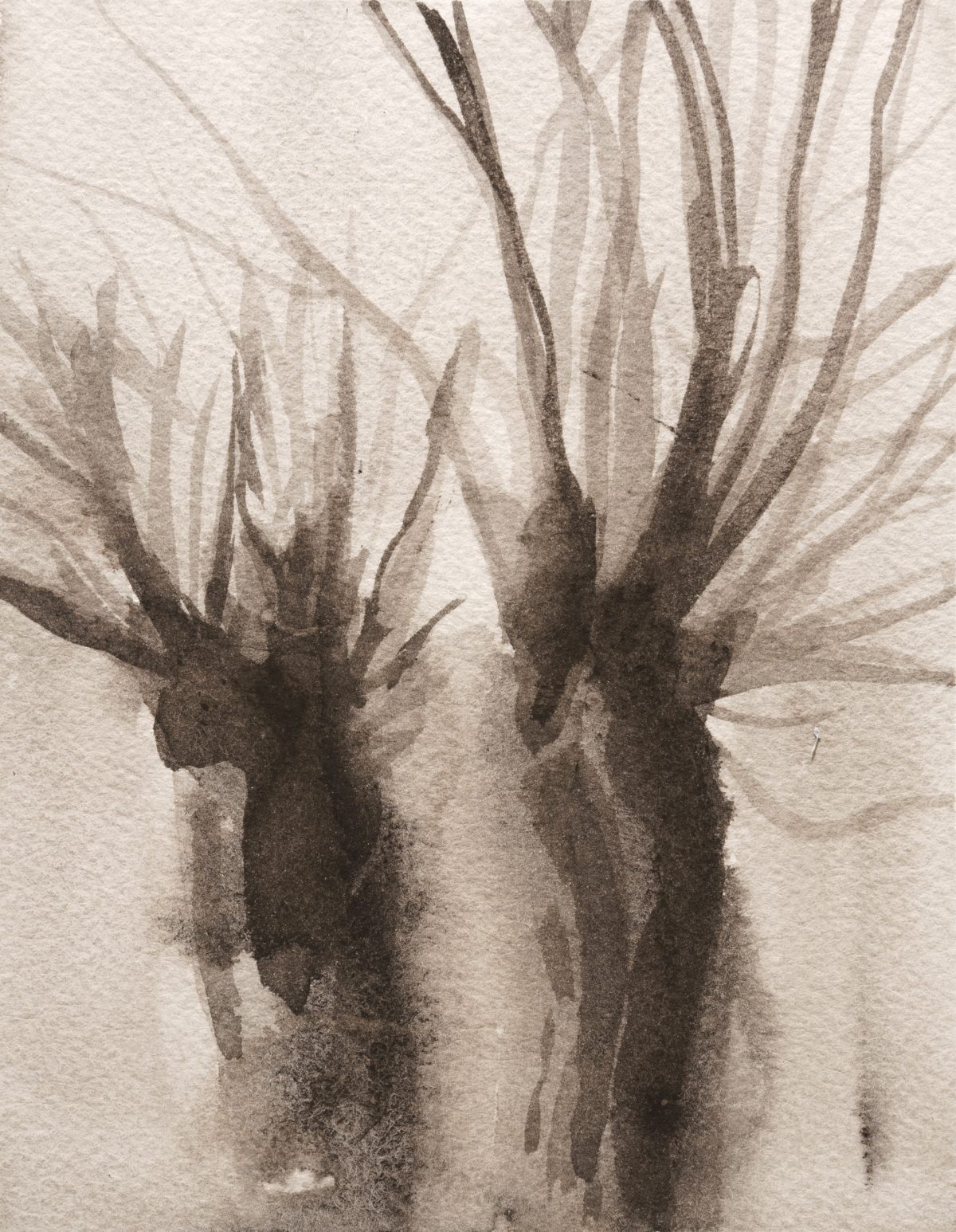 A delicate monochromatic composition depicting two plant forms with spiky, radiating leaves rendered in soft washes of gray and brown tones on textured paper. The organic shapes emerge from darker bases and fade into the pale background, creating an ethereal, botanical study with subtle gradations of tone.