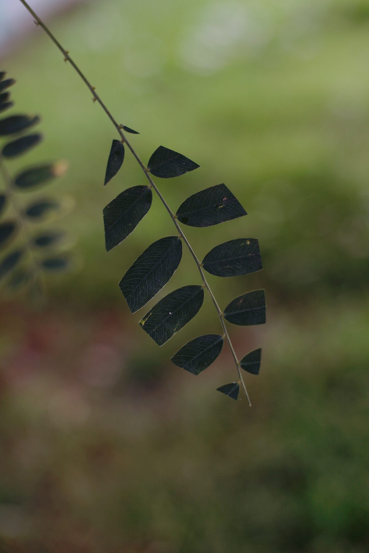 A delicate branch with dark, finely-detailed leaves arranged in an alternating pattern hangs against a soft, blurred green background. The composition emphasizes the intricate vein structures of each leaf, creating a contemplative study of botanical form and shadow.