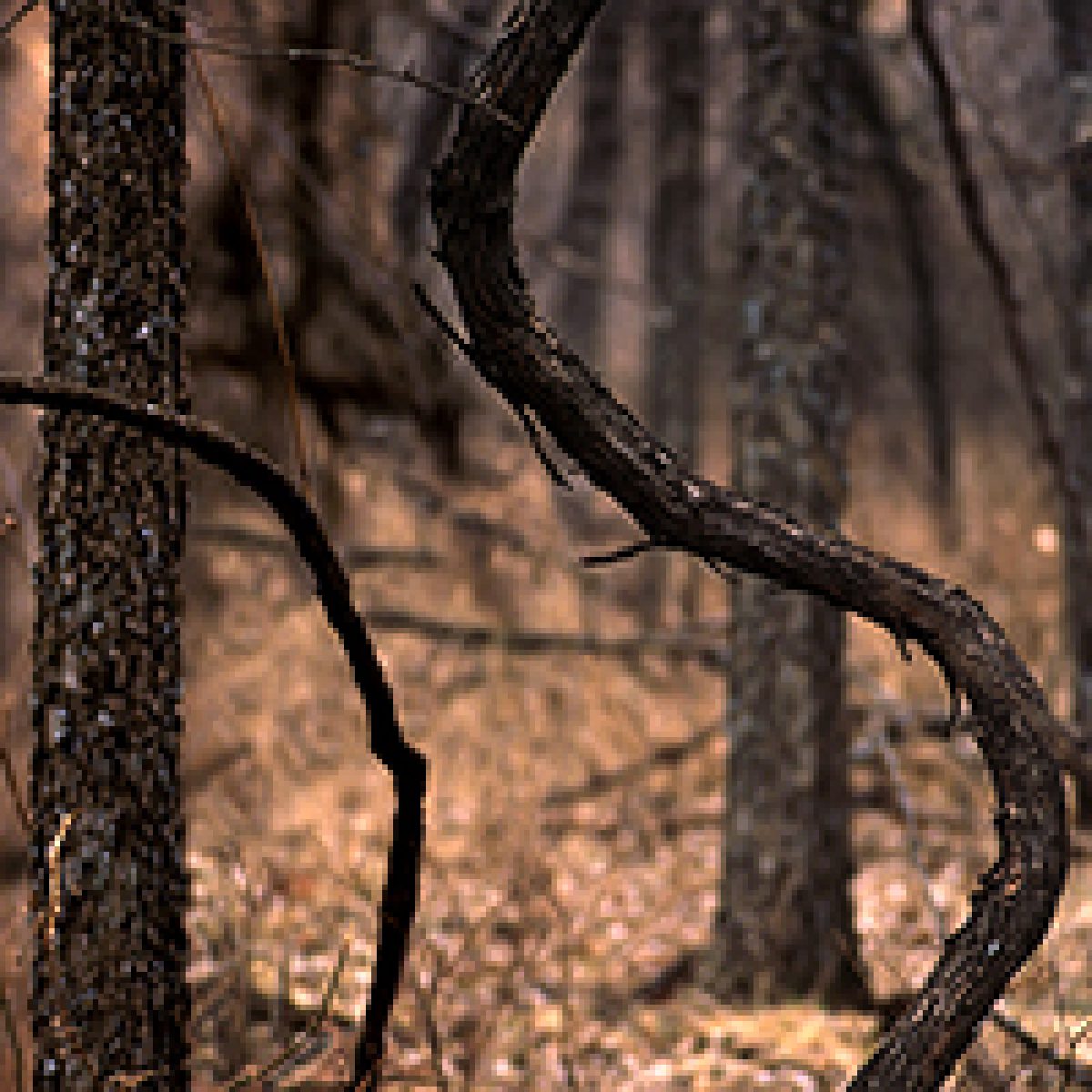 Gnarled, serpentine vines curve through a forest of dark tree trunks, their twisted forms rendered in warm brown and amber tones against a muted background of bare woodland.