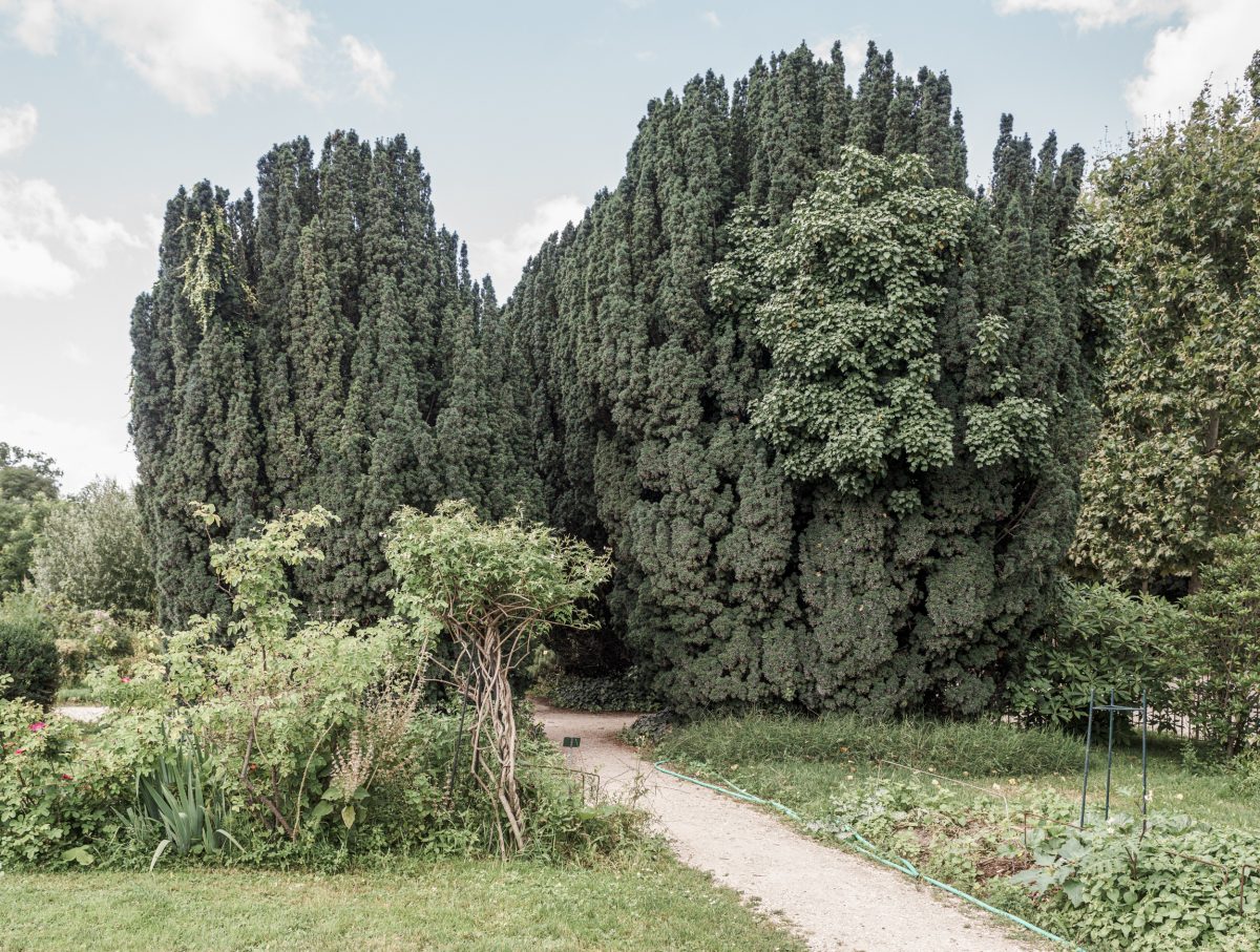 A garden pathway winds through cultivated beds toward a dense grove of tall, columnar evergreen trees. The composition contrasts the manicured foreground—with climbing vines, metal supports, and neatly bordered plantings—against the towering, dark green conifers that dominate the background, creating a sense of depth and enclosure beneath a pale sky.