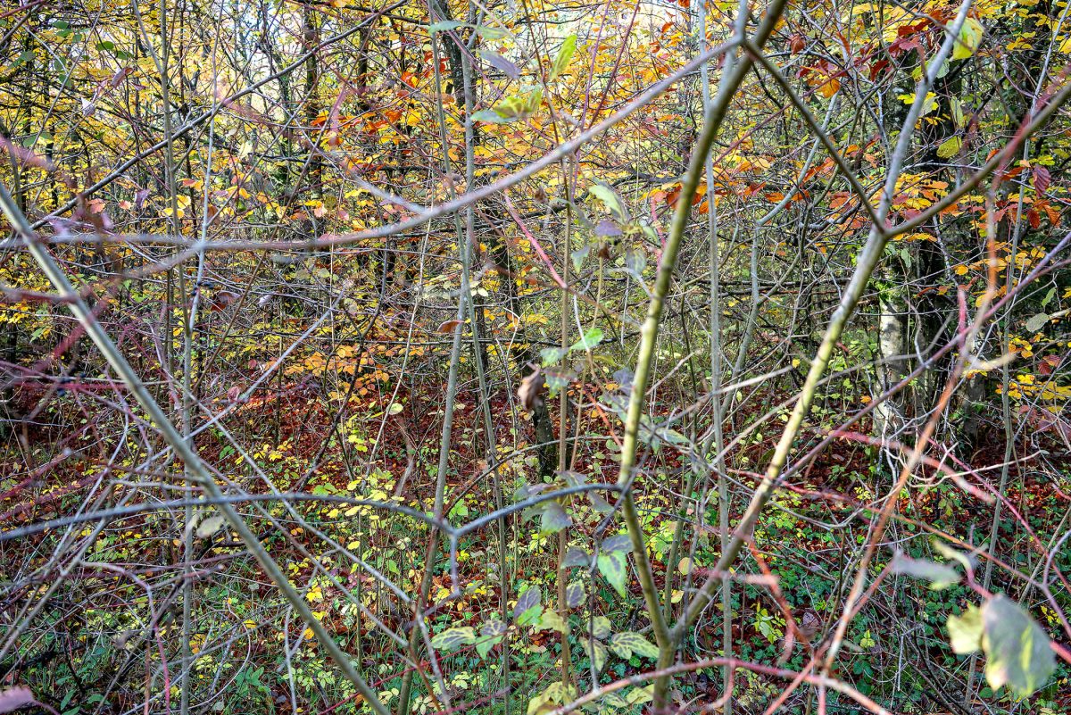 Dense autumn foliage viewed through a chain-link fence, with branches and leaves in shades of yellow, orange, red, and green creating a layered, textured composition. The fence creates a geometric grid pattern that contrasts with the organic tangle of vegetation behind it.