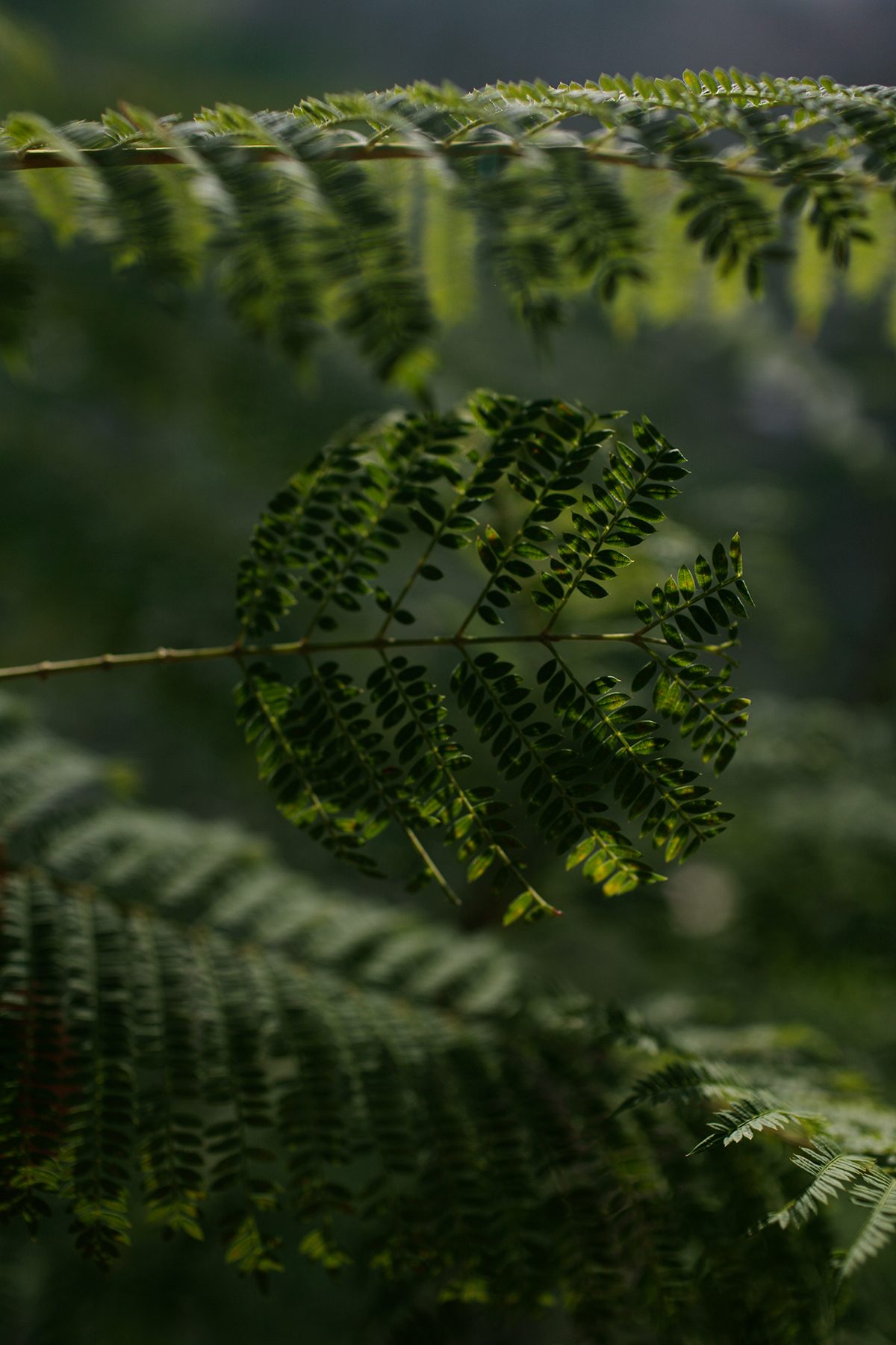 Close-up photograph of delicate fern fronds illuminated by soft, filtered light. Multiple layered sprigs with fine, feathery leaflets in vibrant lime and dark green tones are arranged in sharp focus in the foreground, with additional fronds blurred in the background, creating depth against a soft gray-green atmosphere.