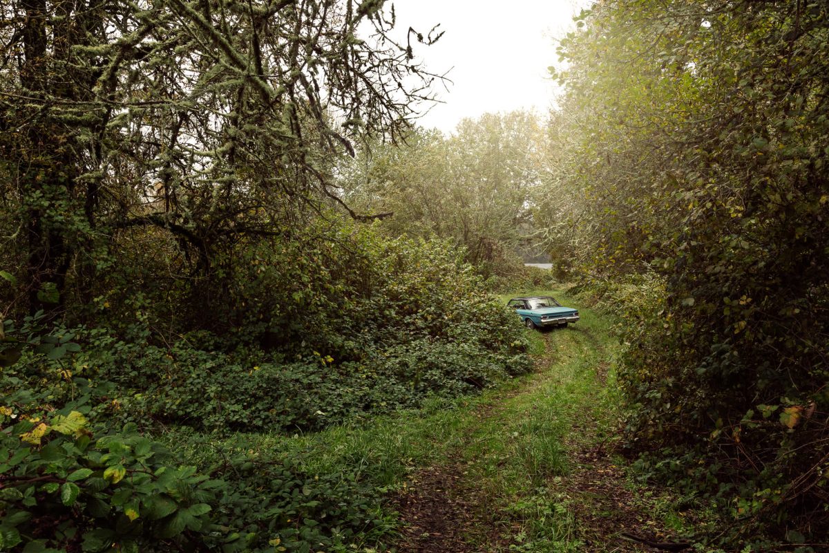An abandoned teal-colored sedan sits overgrown with vegetation in a tree-lined clearing, surrounded by dense green foliage and undergrowth on all sides.